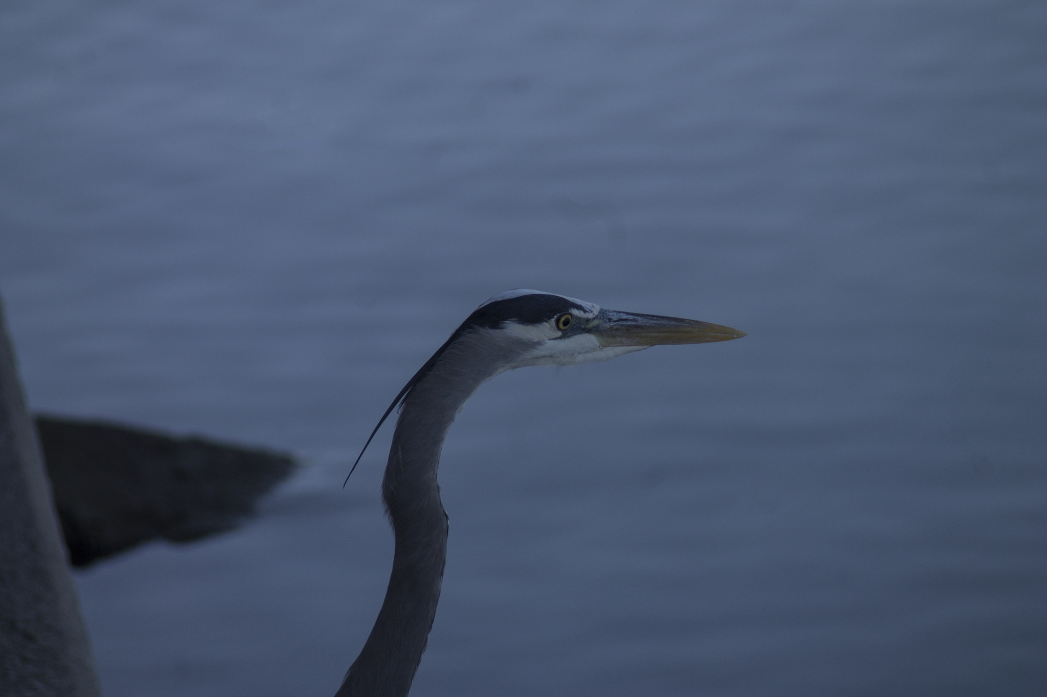 Canon EF 80-200mm F4.5-5.6 II sample photo. This bird just kept fallowing me photography