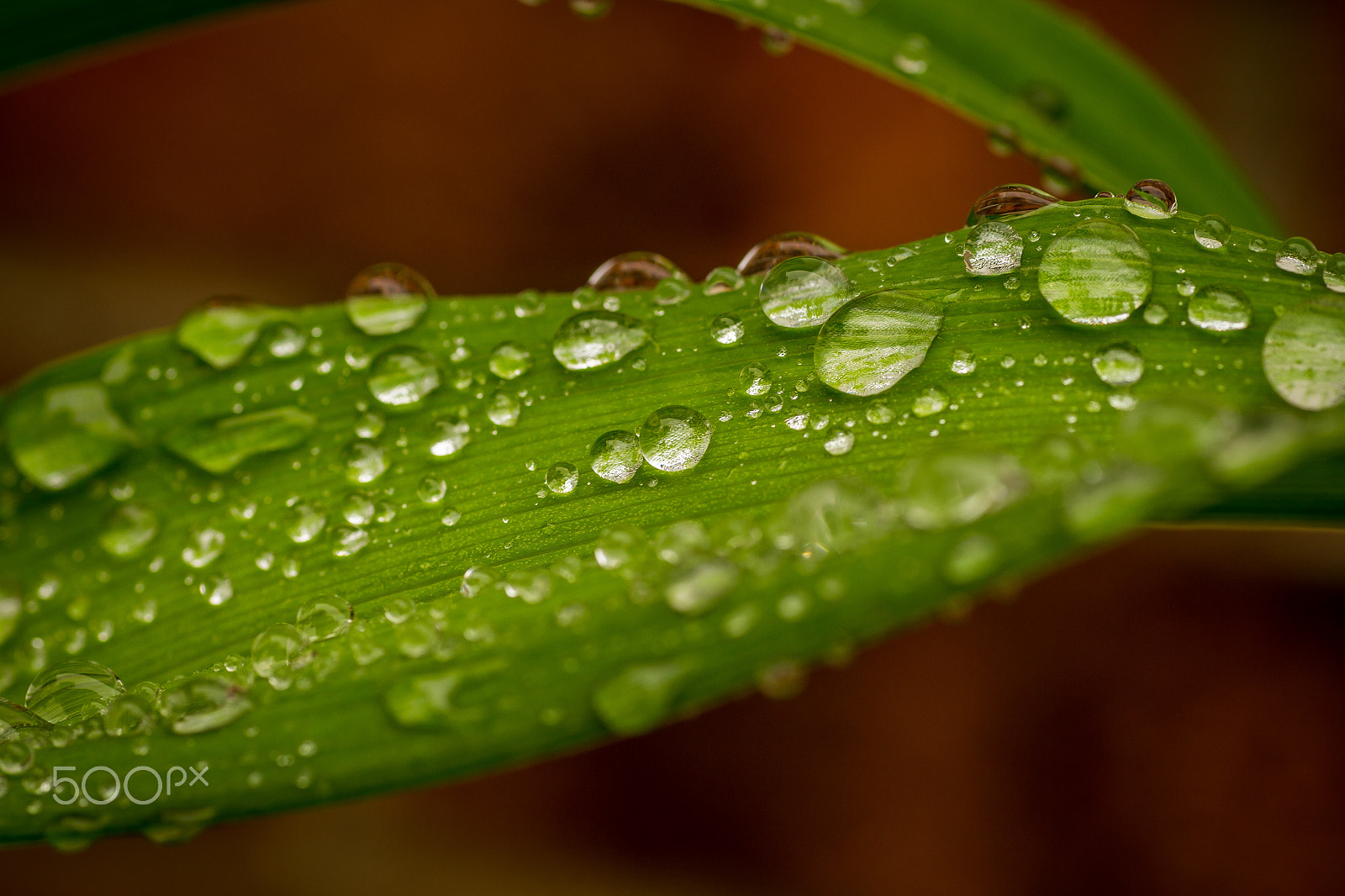 Sigma 50mm f/1.4 EX DG HSM + 1.4x sample photo. Leftover rain shower photography