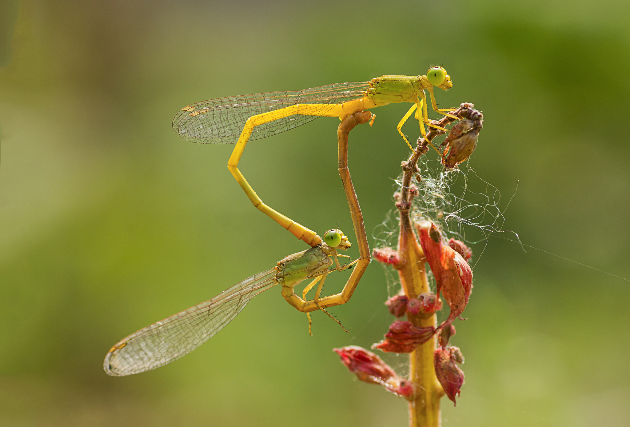 Canon EOS 550D (EOS Rebel T2i / EOS Kiss X4) + Tamron SP AF 90mm F2.8 Di Macro sample photo. Damselfly photography