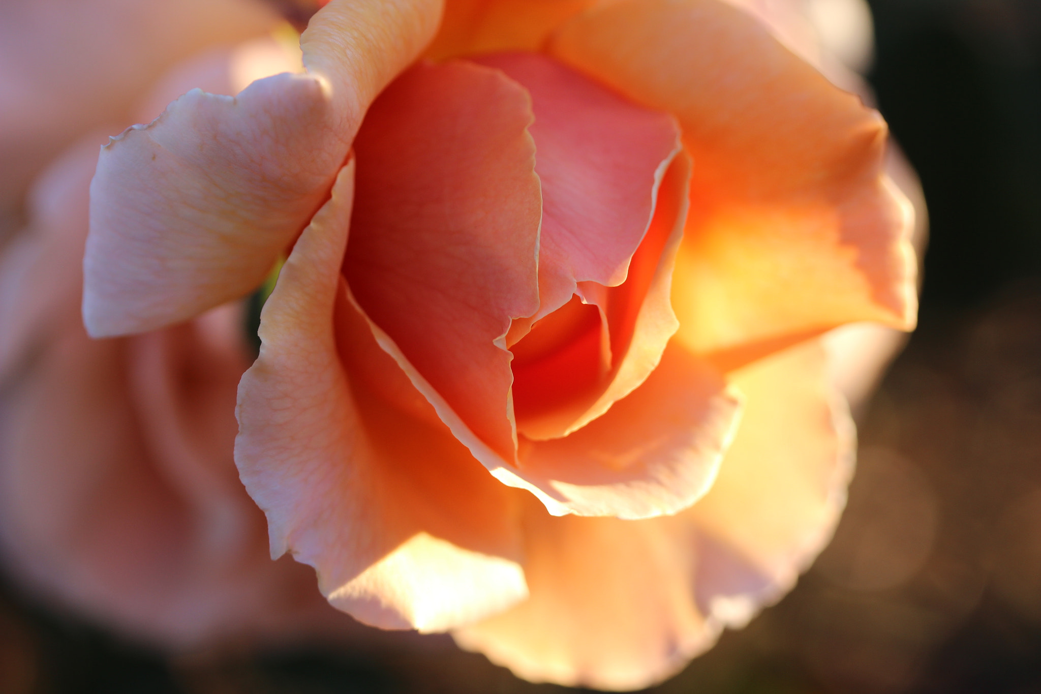 Canon EF-S 60mm F2.8 Macro USM sample photo. Rose in my garden afternoon light photography