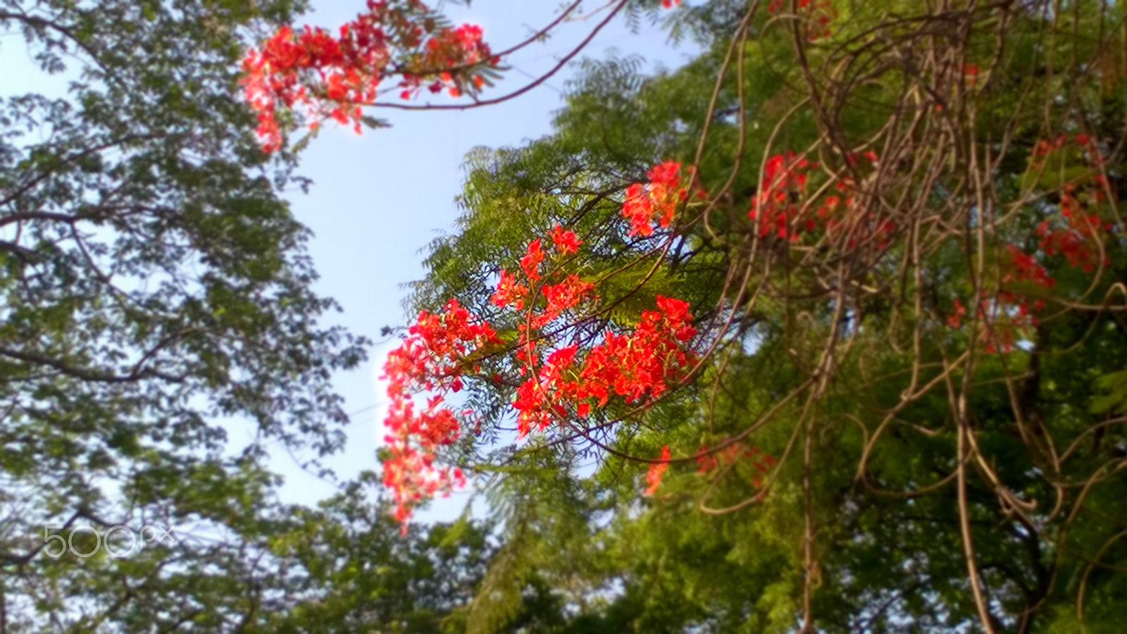 Nokia Lumia 730 Dual SIM sample photo. The rise of the gulmohar photography