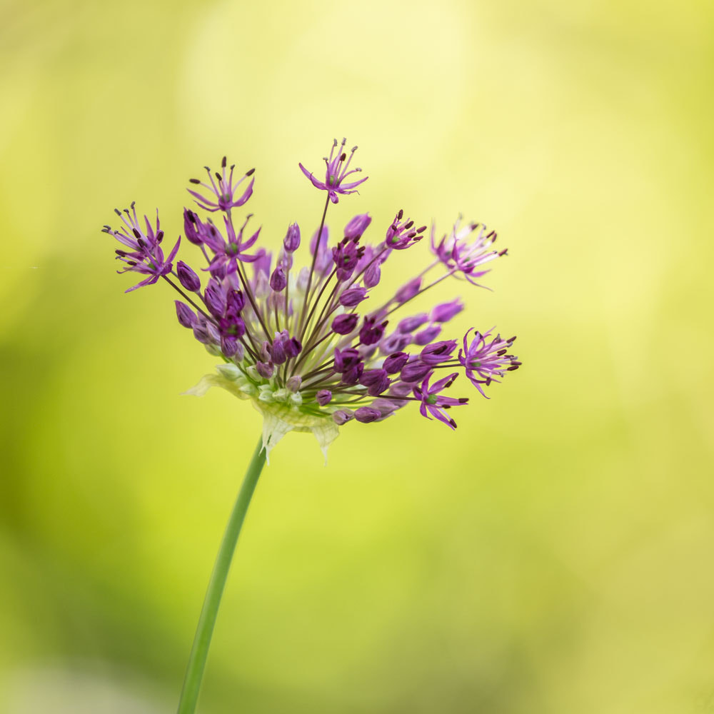 Canon EF 100-400mm F4.5-5.6L IS II USM sample photo. Allium photography