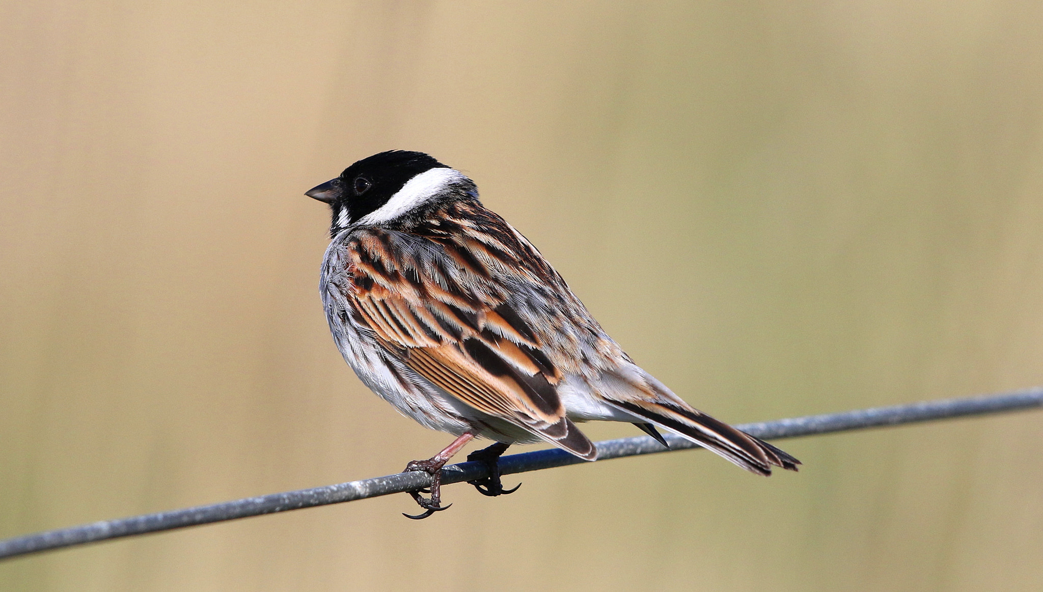 Canon EF 500mm F4L IS II USM sample photo. Reed bunting photography