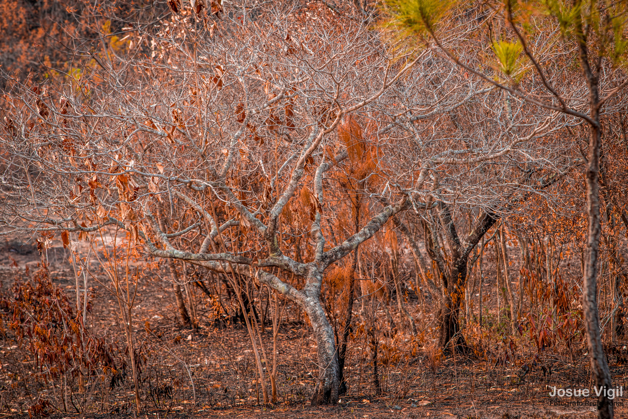 Sony a7R + Sony 70-400mm F4-5.6 G SSM sample photo. Red tree photography