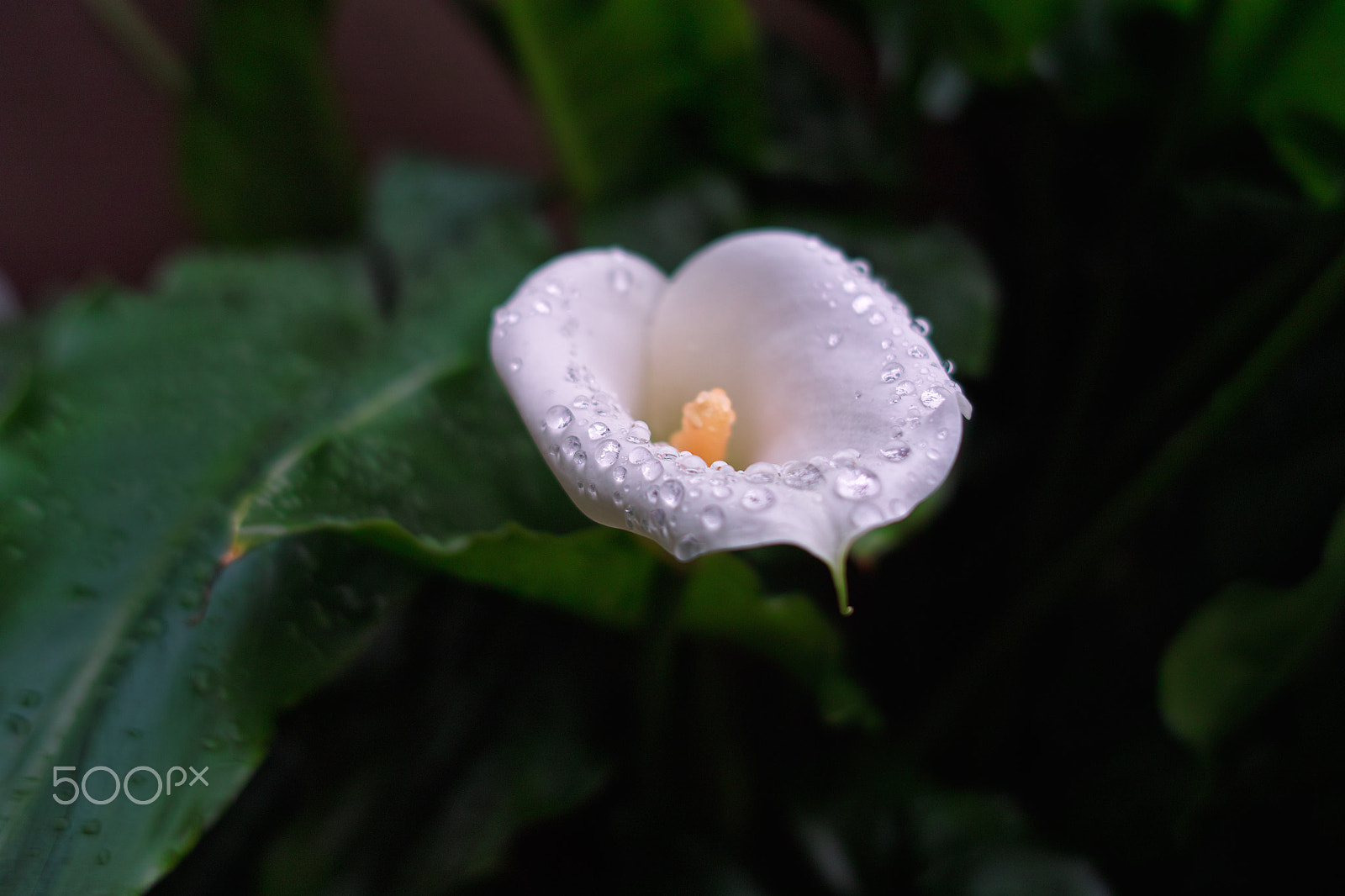 Sigma DP2x sample photo. Rainy day photography