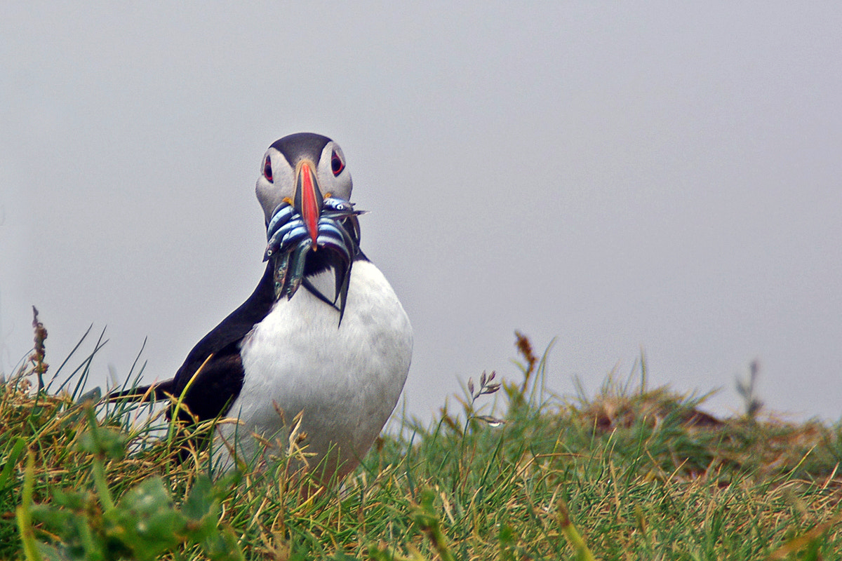 Pentax K200D + Tamron AF 18-200mm F3.5-6.3 XR Di II LD Aspherical (IF) Macro sample photo. Puffin photography