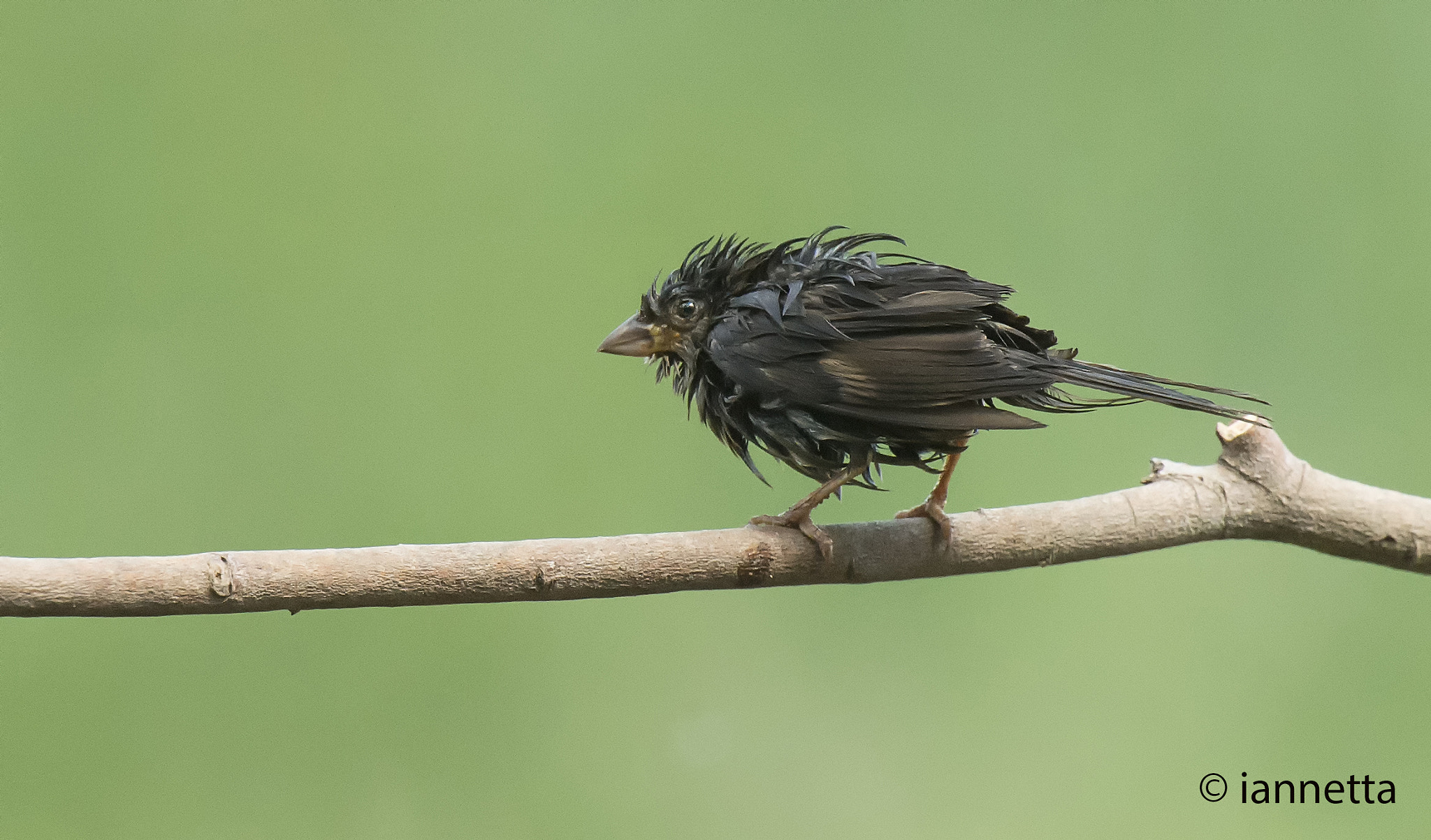 Nikon AF-S Nikkor 400mm F2.8G ED VR II sample photo. Passero photography