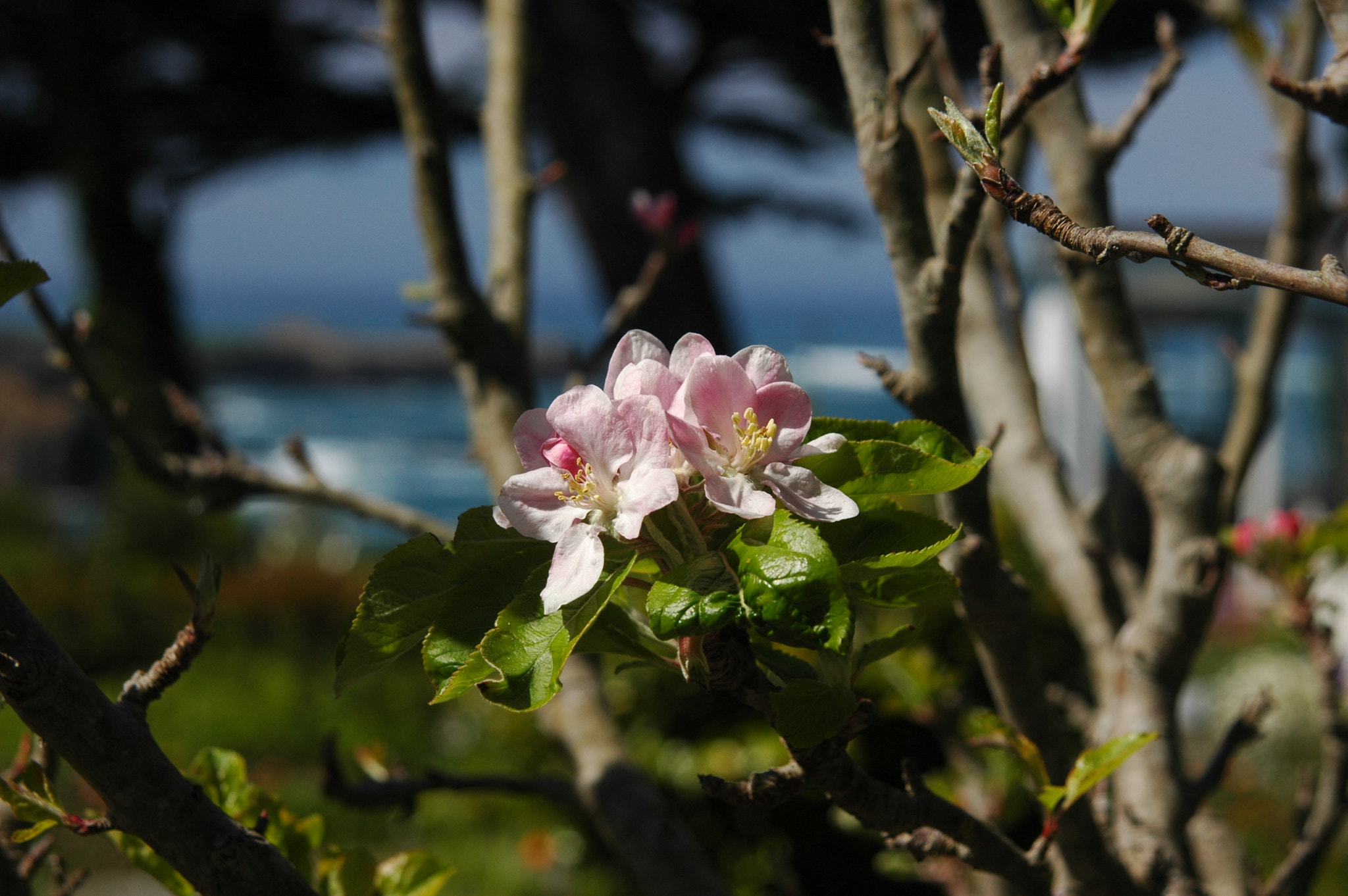 Nikon D70 + AF Zoom-Nikkor 24-120mm f/3.5-5.6D IF sample photo. Apple blossoms by the sea photography