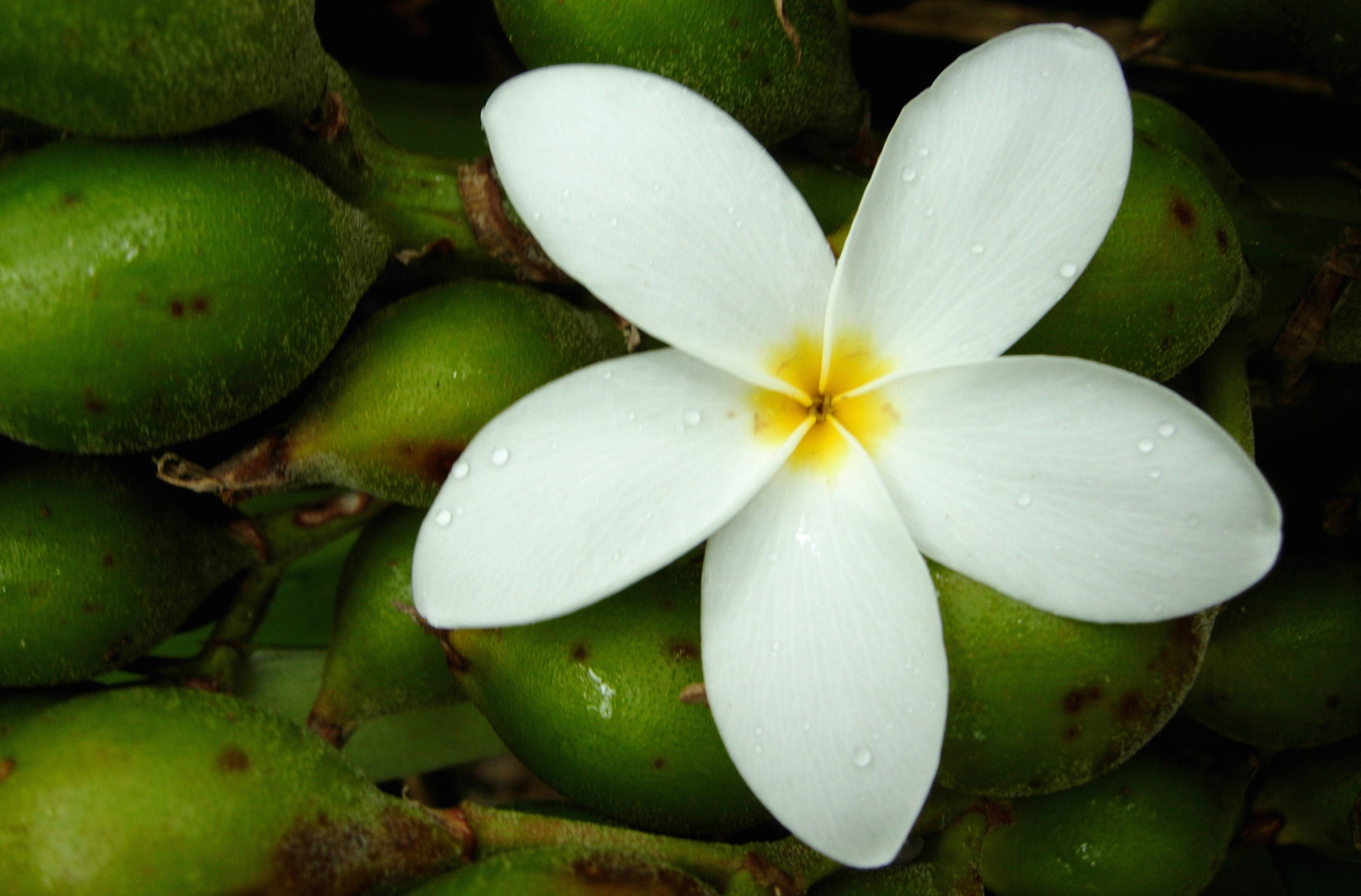 Nikon COOLPIX P3 sample photo. Flour in costa-rica photography