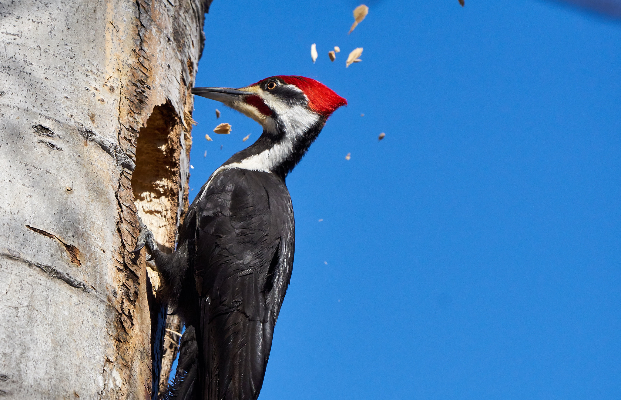 Sony ILCA-77M2 + Sony 70-400mm F4-5.6 G SSM II sample photo. Pileated woodpecker photography