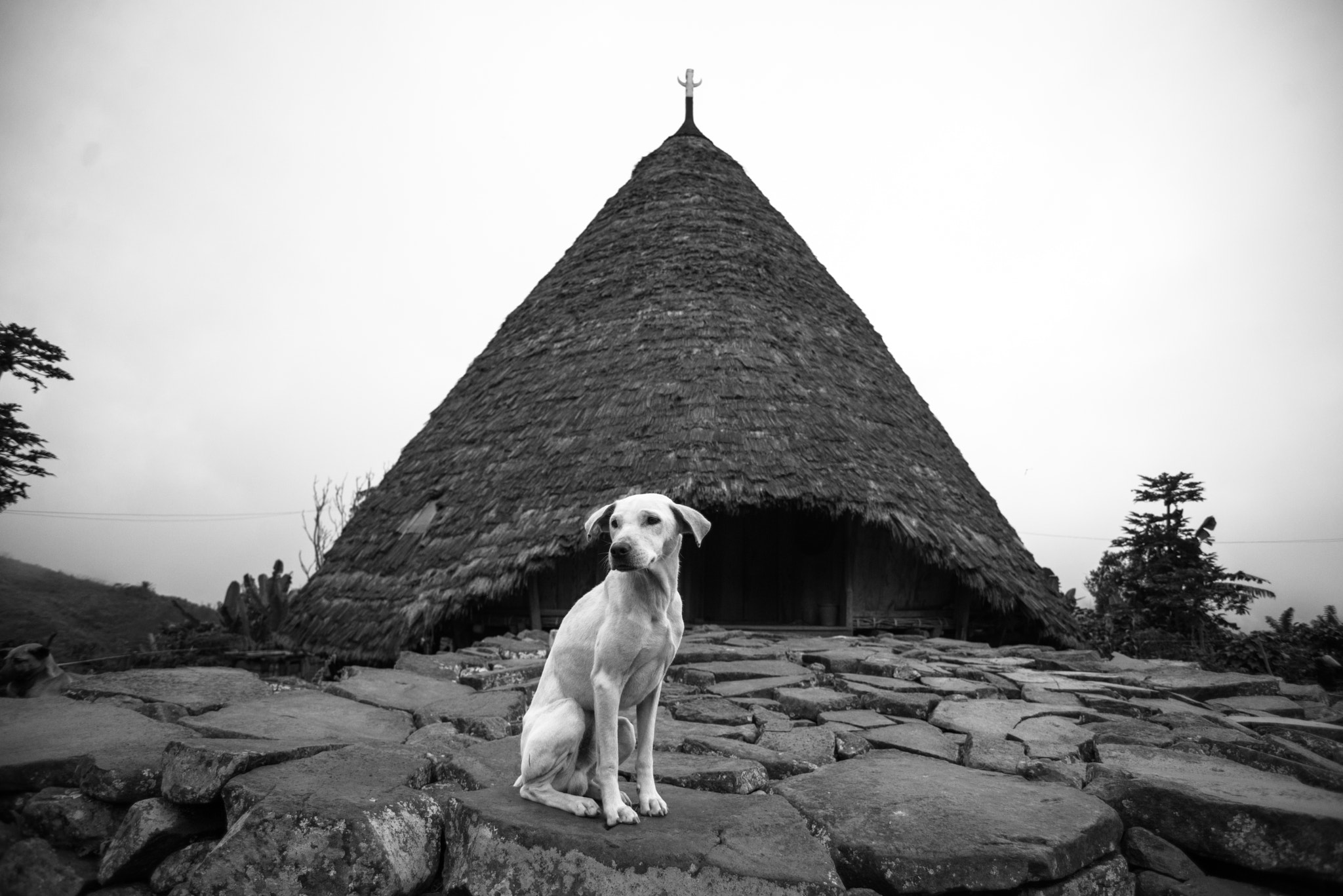 Nikon D600 sample photo. Dog of waerebo photography
