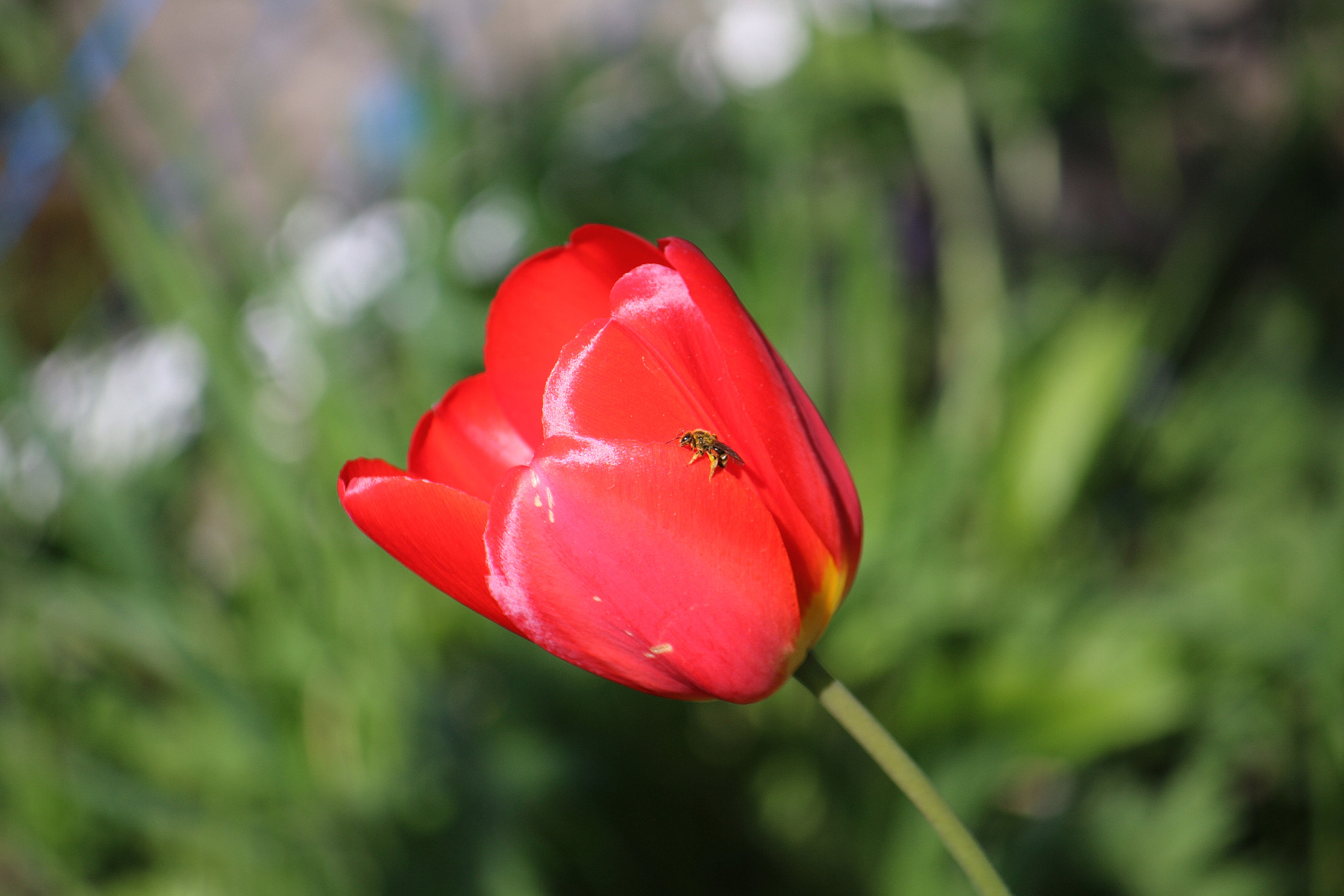 Canon EF-S 55-250mm F4-5.6 IS sample photo. Tulip photography