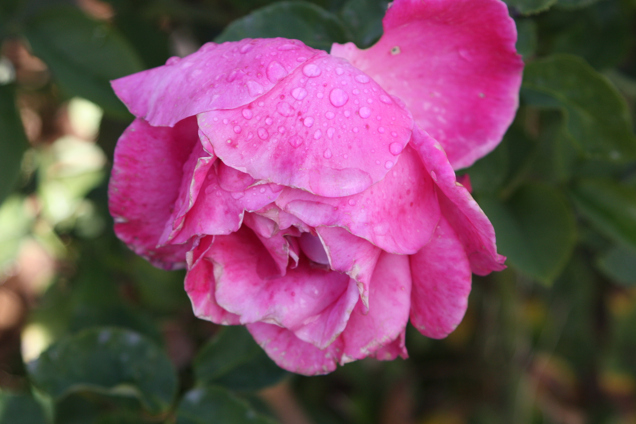 Canon EF 28-105mm f/3.5-4.5 USM sample photo. The rose with water-drops. photography