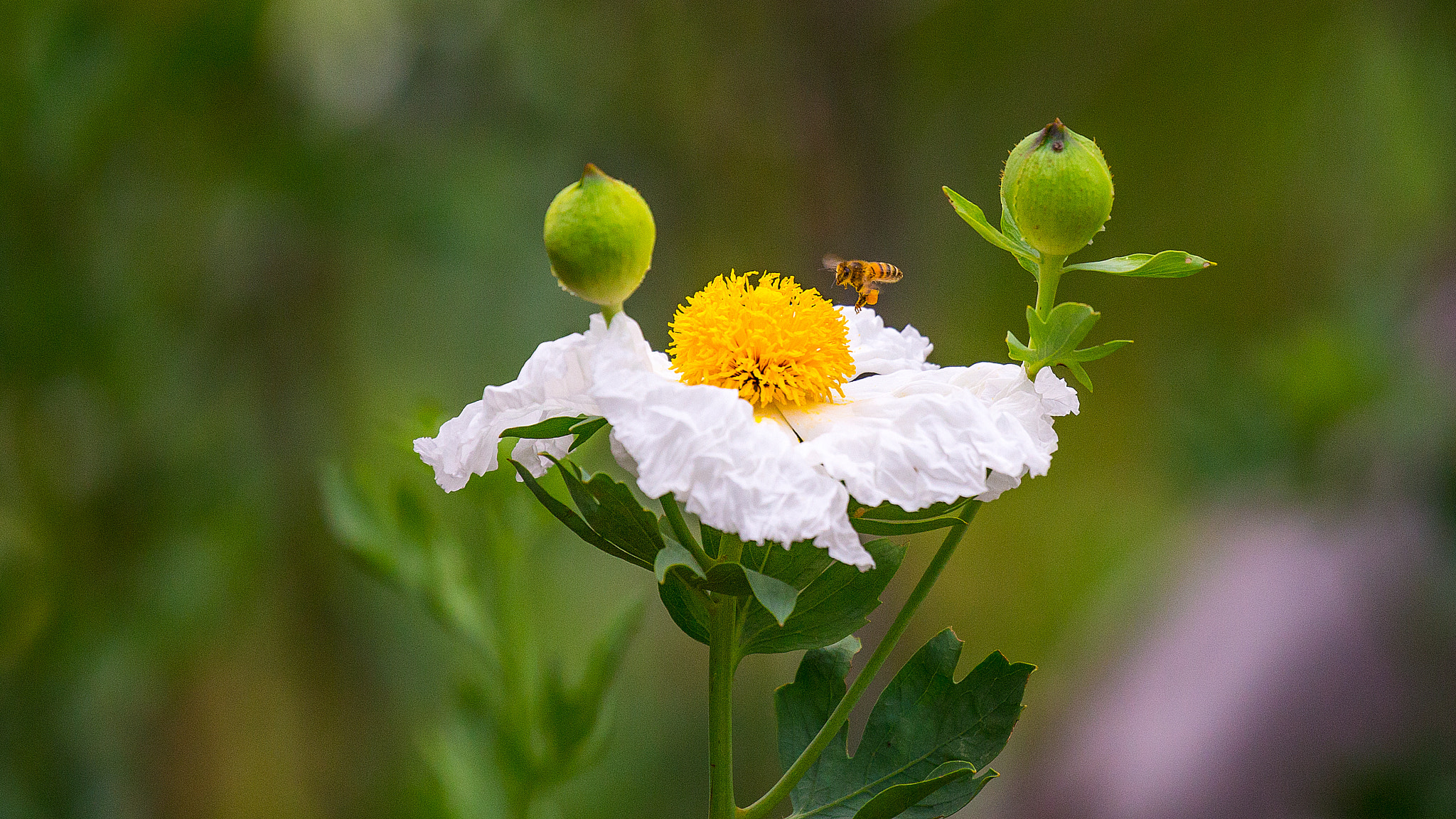 Canon EF 100-400mm F4.5-5.6L IS II USM sample photo. Bee photography