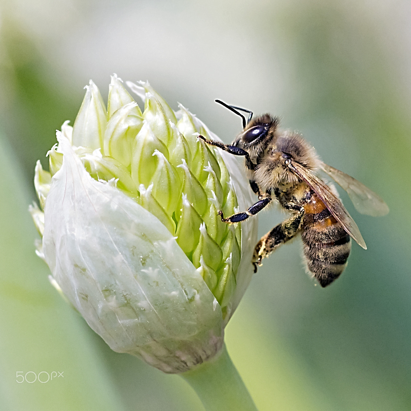 Tamron SP AF 90mm F2.8 Di Macro sample photo. Honeybee & leek flora photography
