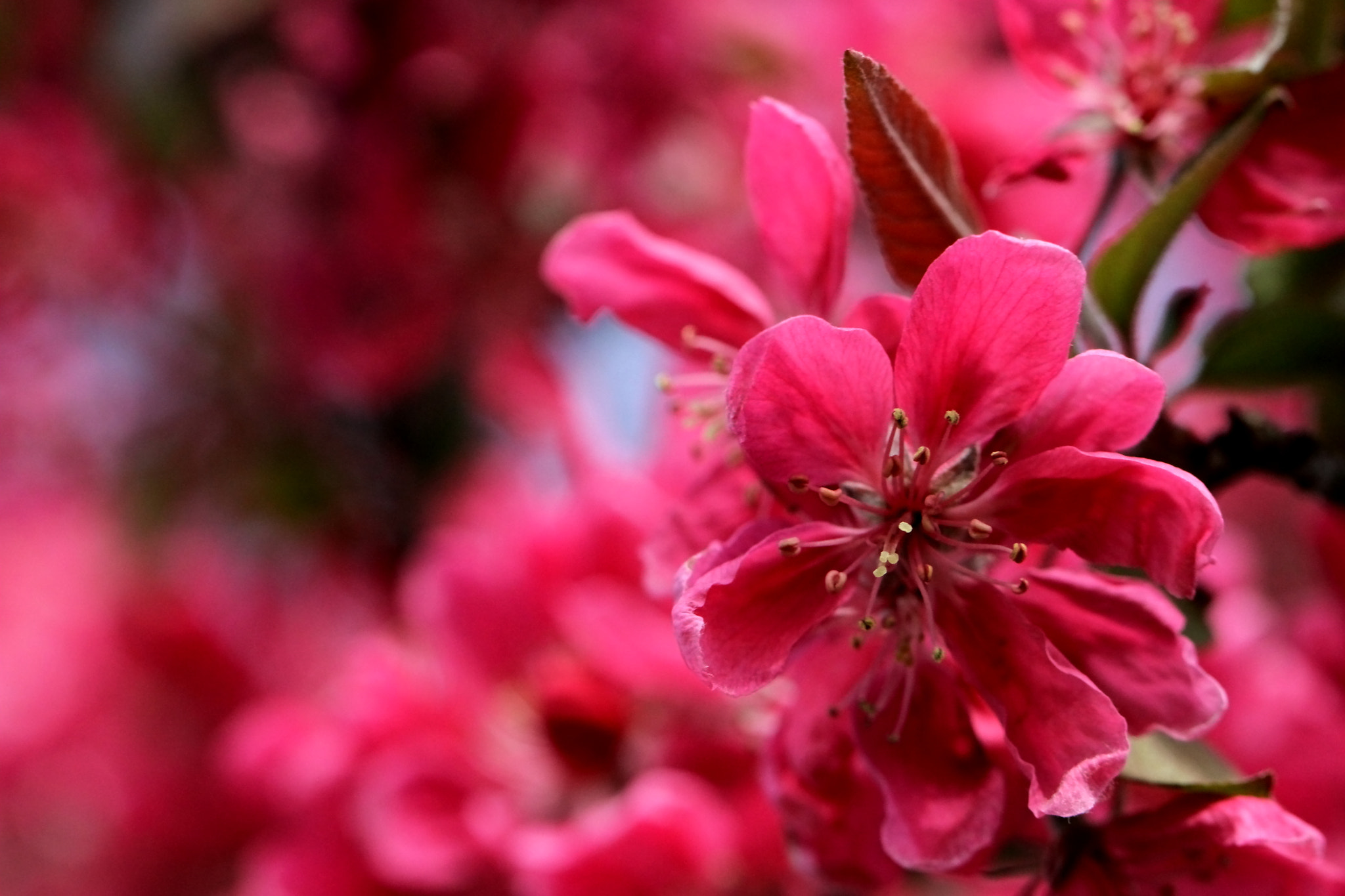 Canon EF 100mm F2.8L Macro IS USM sample photo. Pink blossom photography