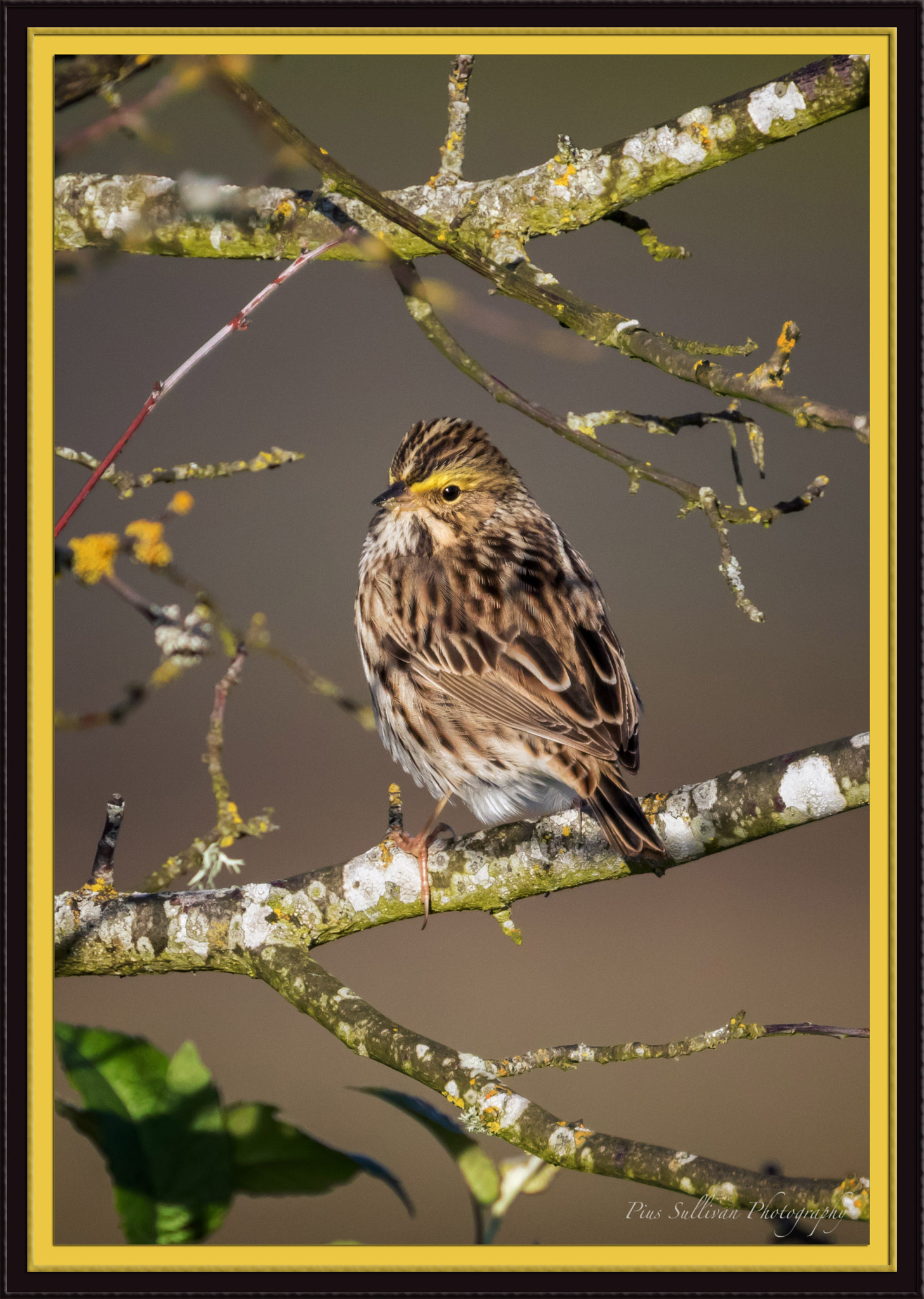 Canon EF 400mm F4 DO IS II USM sample photo. Savannah sparrow photography