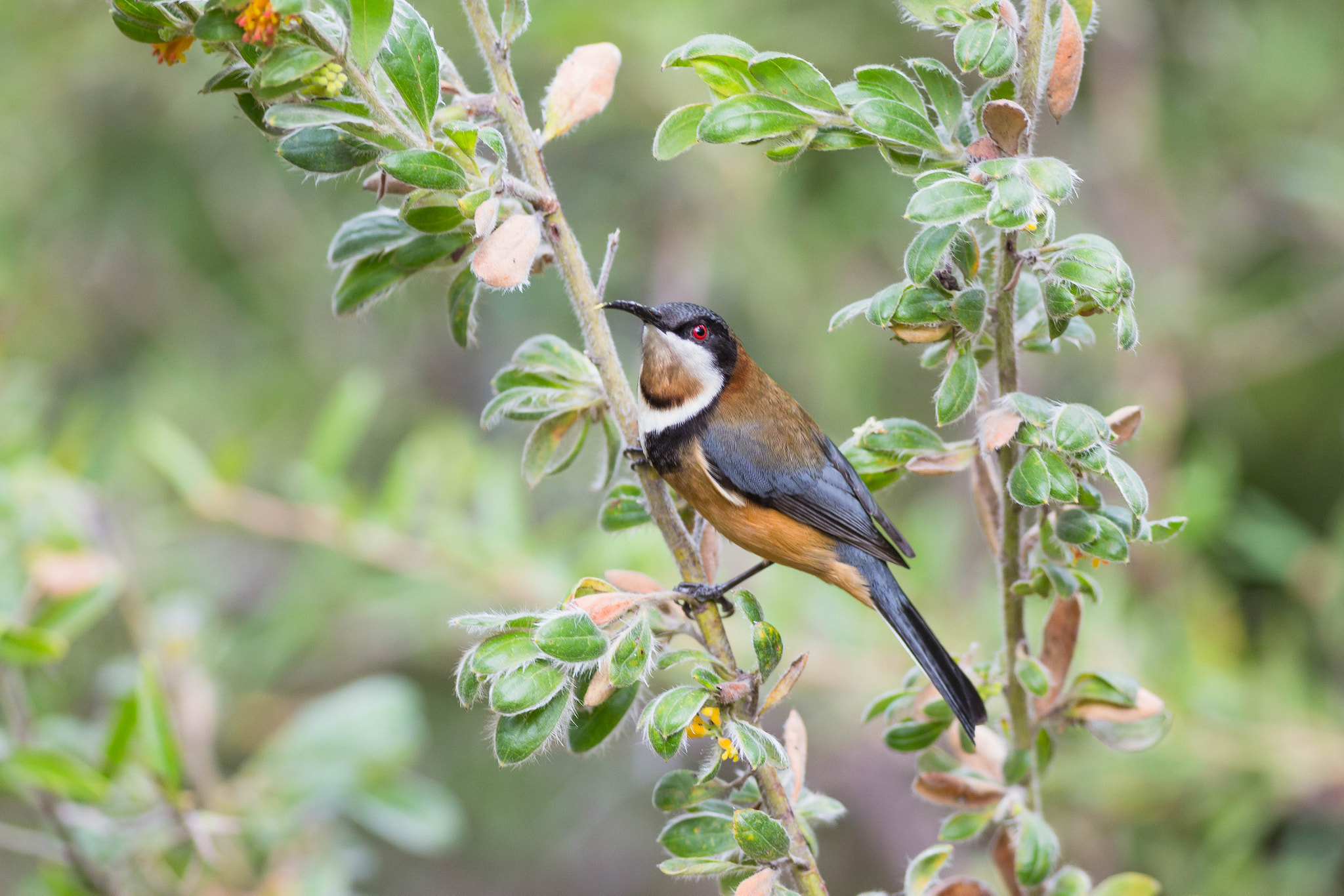 Canon EOS 6D + Canon EF 400mm F5.6L USM sample photo. Eastern spinebill photography