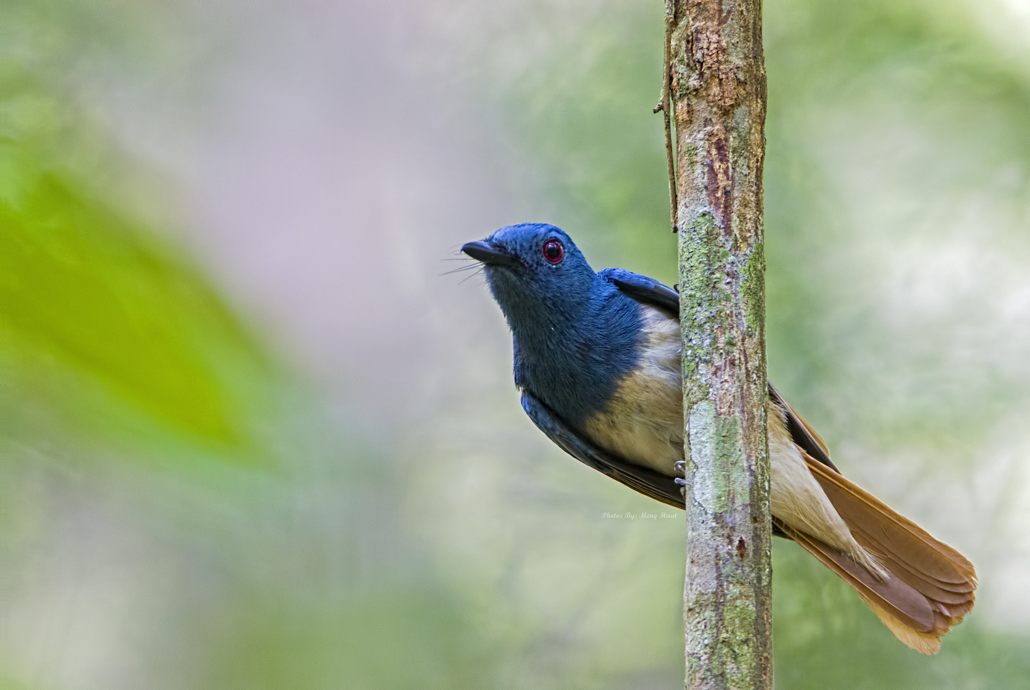 Canon EF 600mm F4L IS USM sample photo. Rufous-winged philentoma - male photography