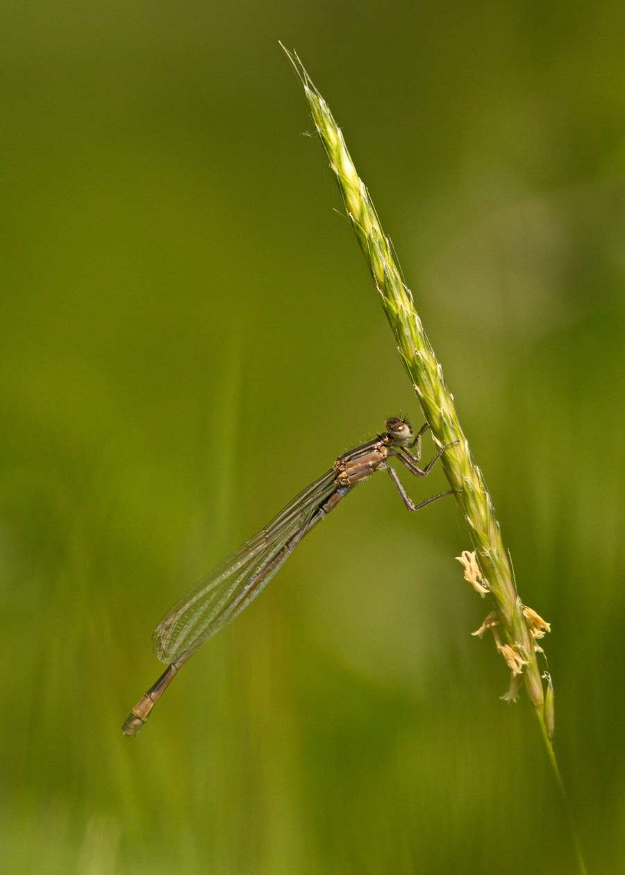 Canon EF 300mm F4L IS USM sample photo. Damsel photography