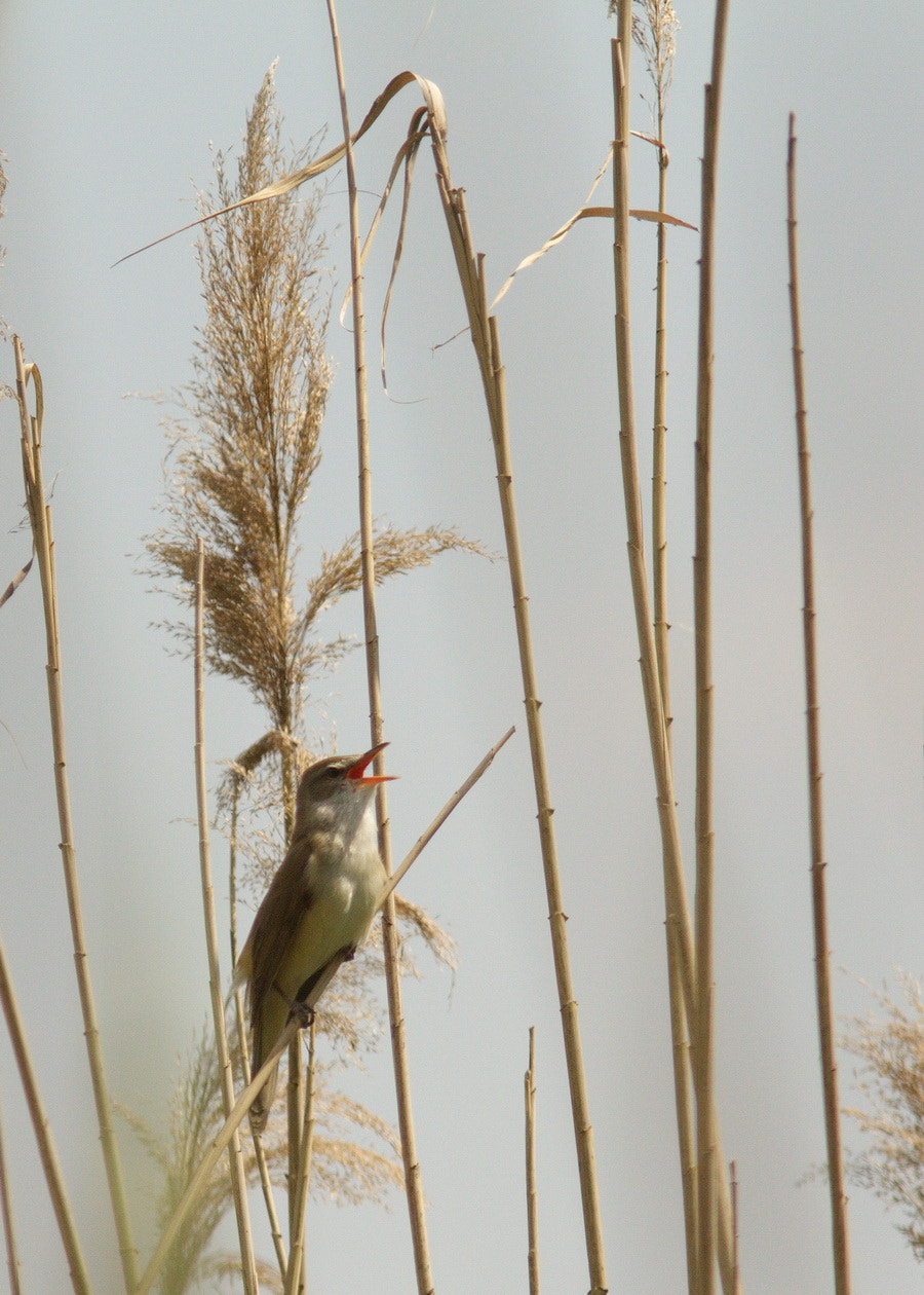 Canon EF 300mm F4L IS USM sample photo. A. arundinaceus photography