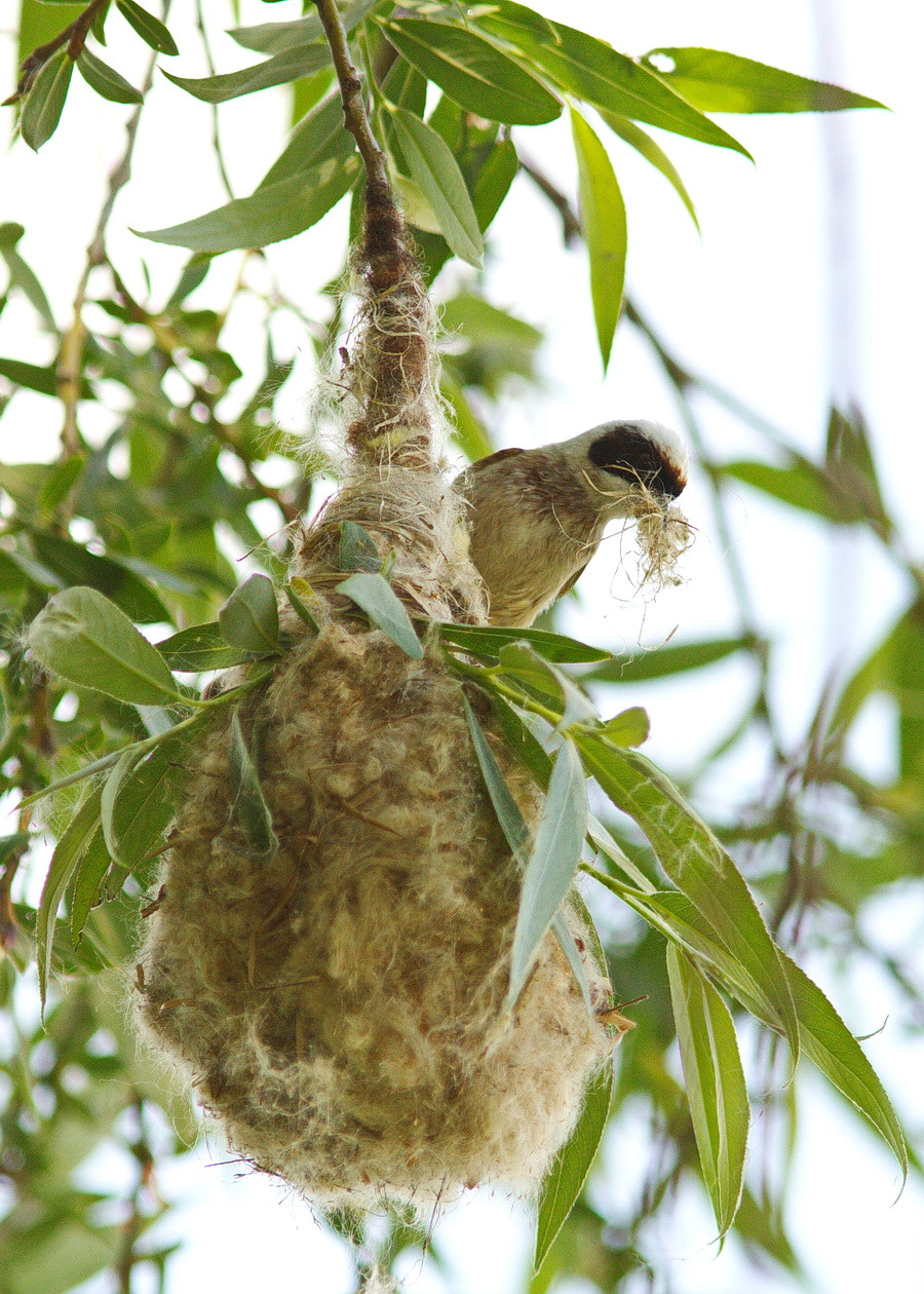 Canon EF 300mm F4L IS USM sample photo. Building nest, remiz pendulinus photography