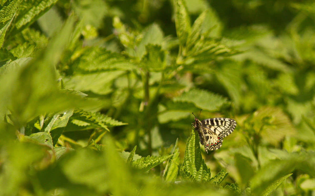 Canon EF 300mm F4L IS USM sample photo. Festoon photography