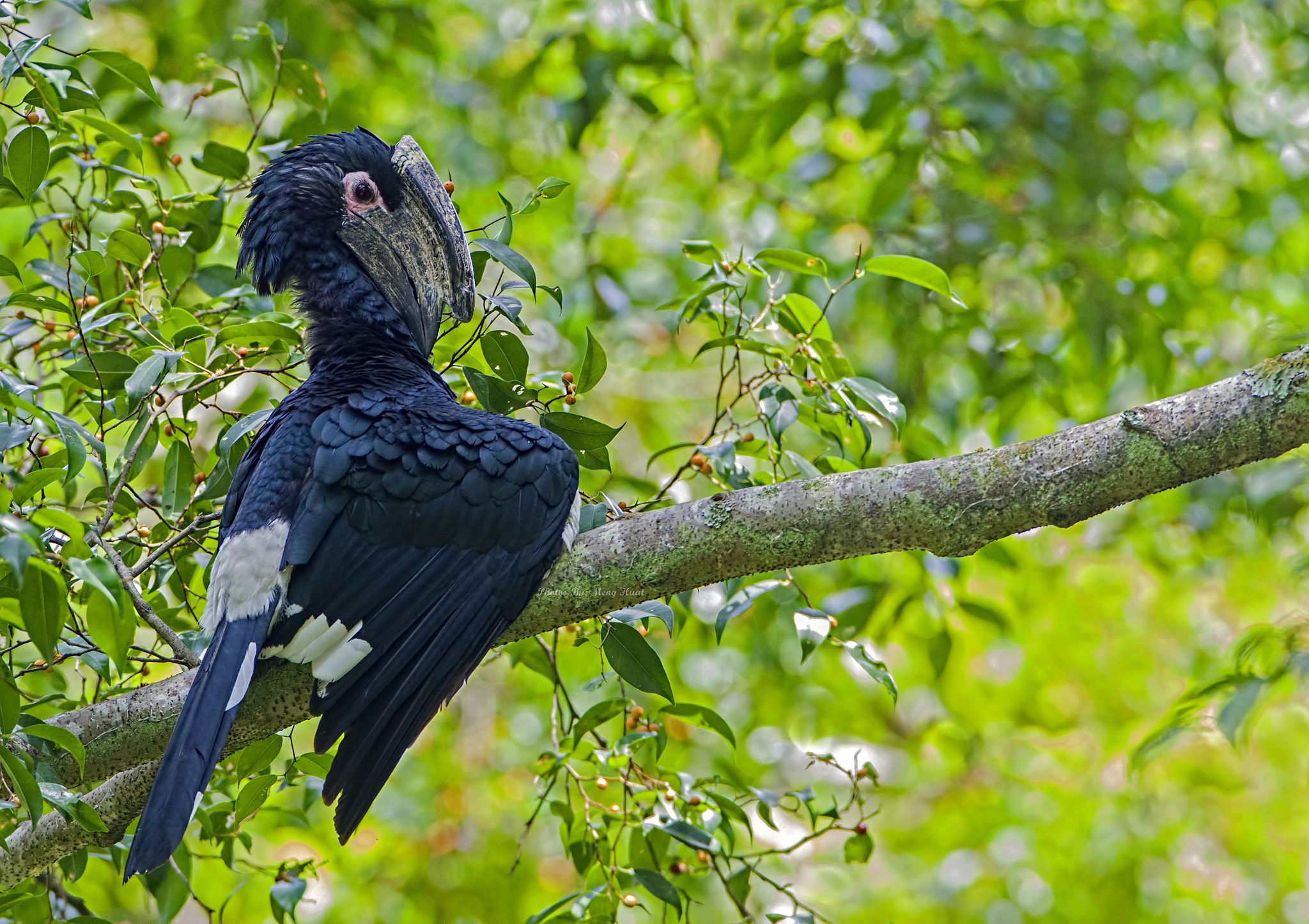 Canon EF 600mm f/4L IS sample photo. Trumpeter hornbill photography