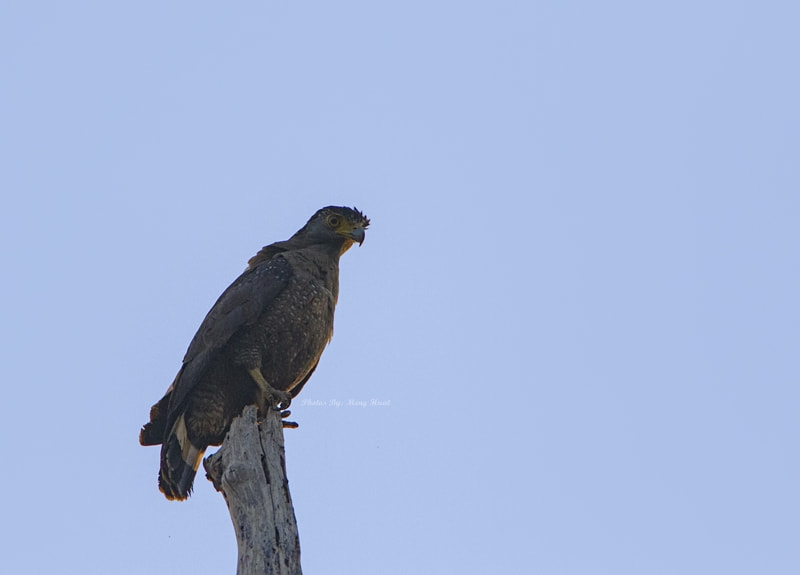 Canon EOS 7D Mark II + Canon EF 600mm F4L IS USM sample photo. Crested serpent eagle photography