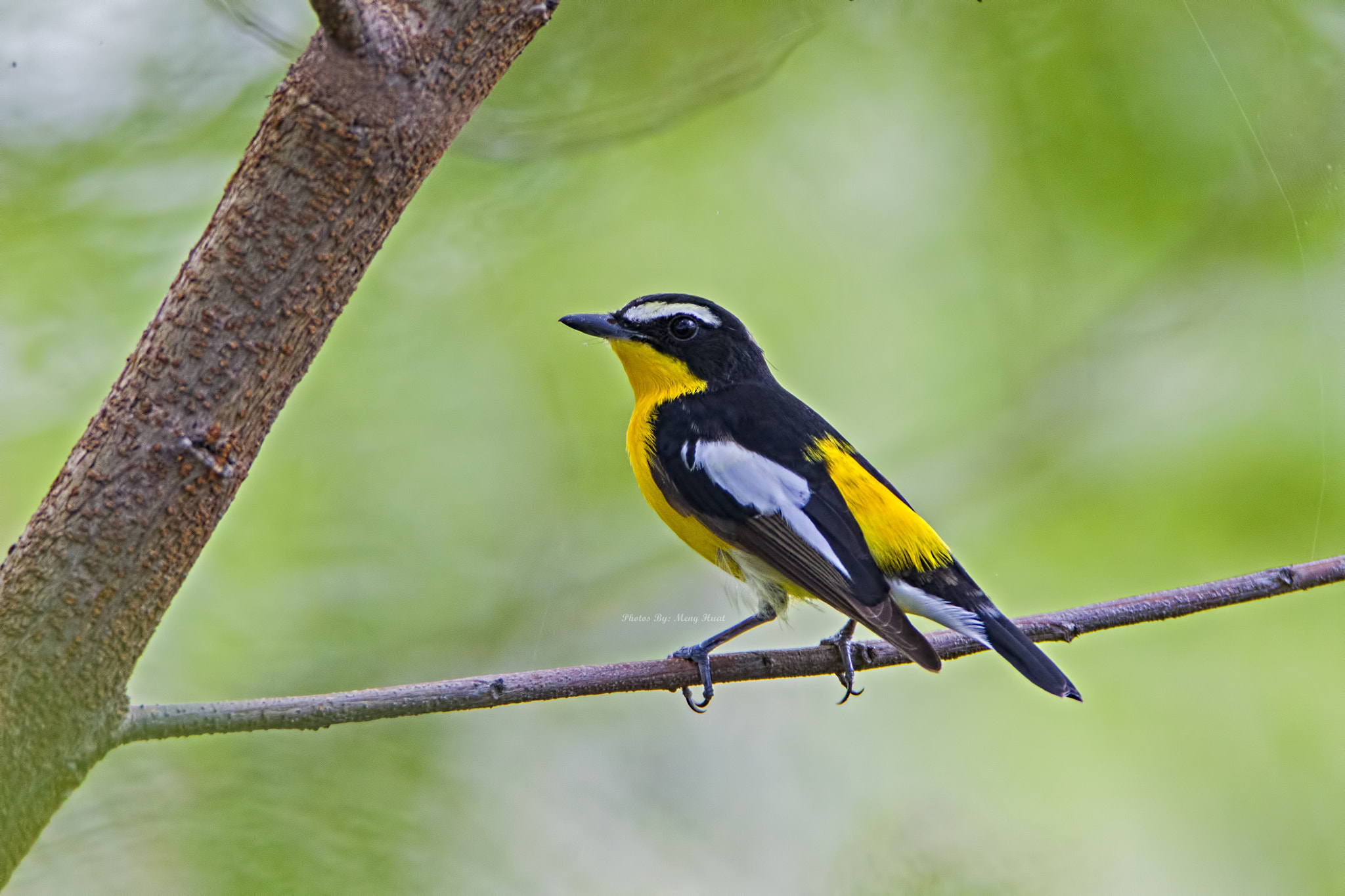 Canon EF 600mm F4L IS USM sample photo. Yellow-rumped flycatcher (male) photography
