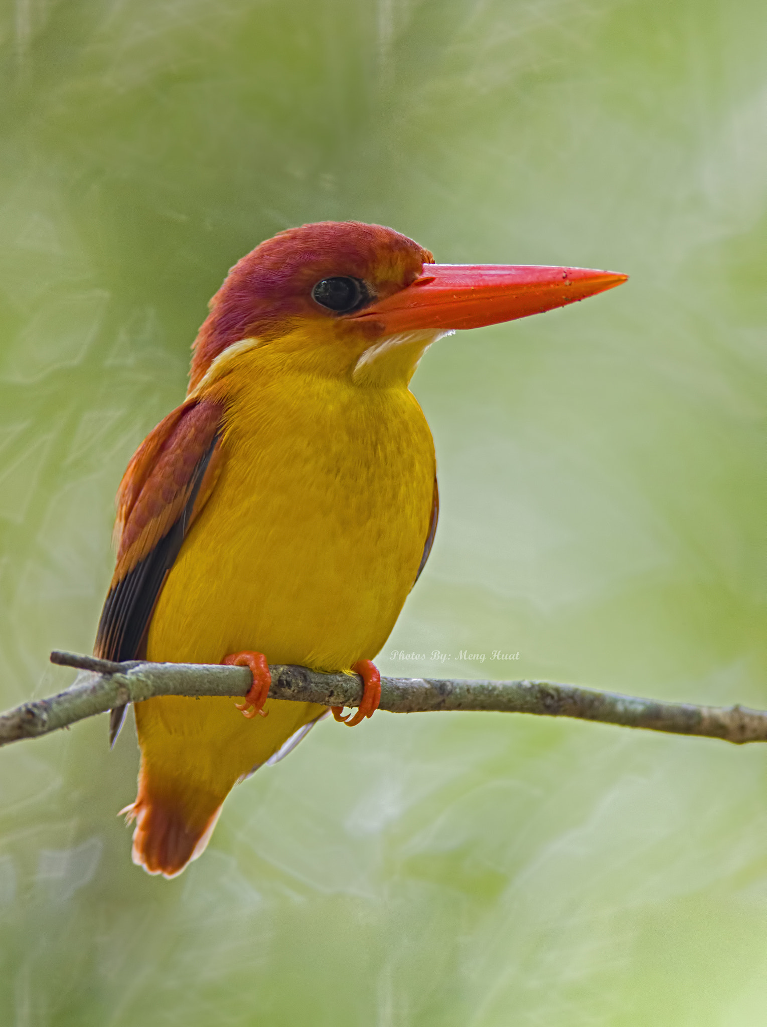 Canon EF 600mm F4L IS USM sample photo. Rufous-backed kingfisher photography