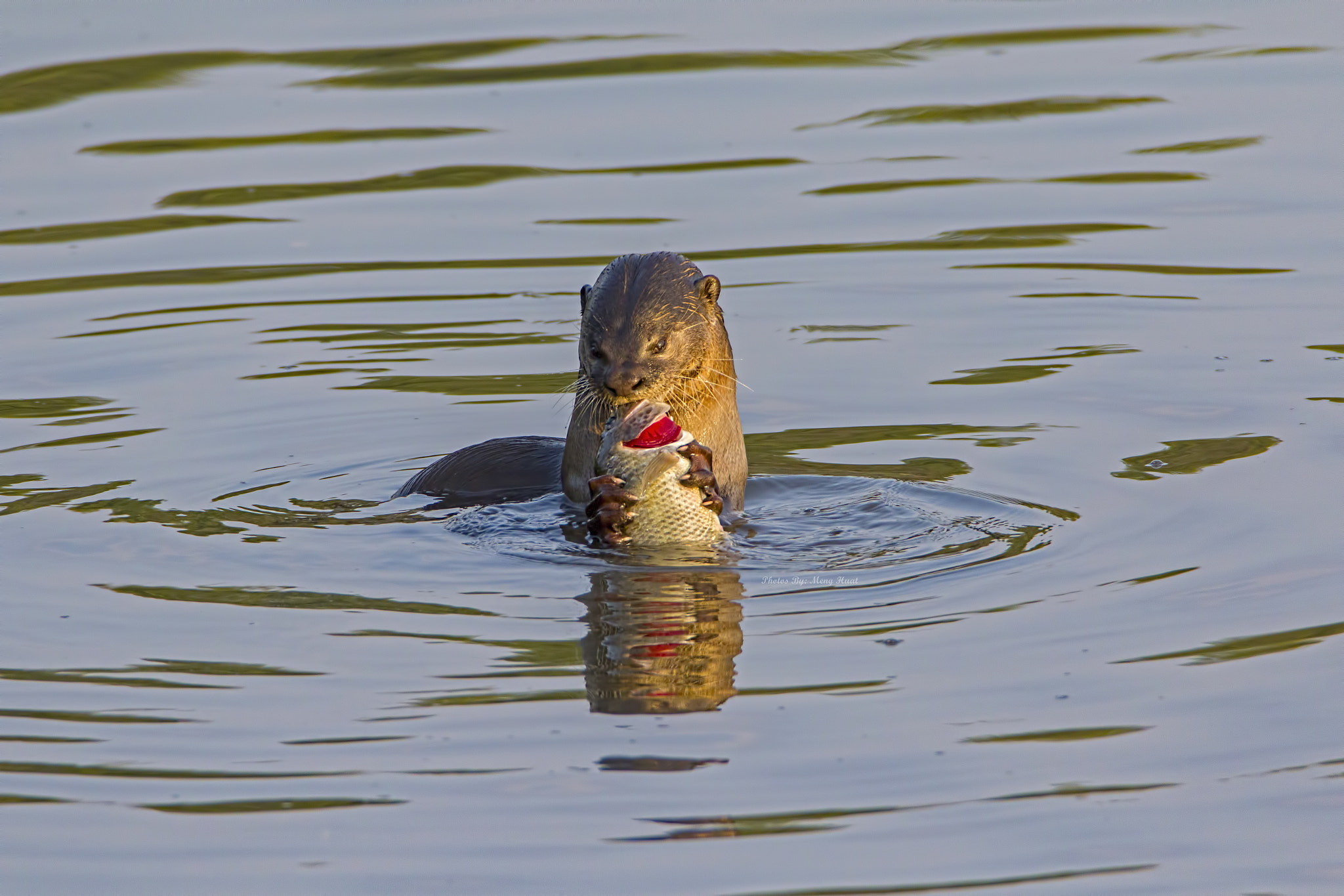 Canon EF 600mm F4L IS USM sample photo. Smooth-coated otter photography