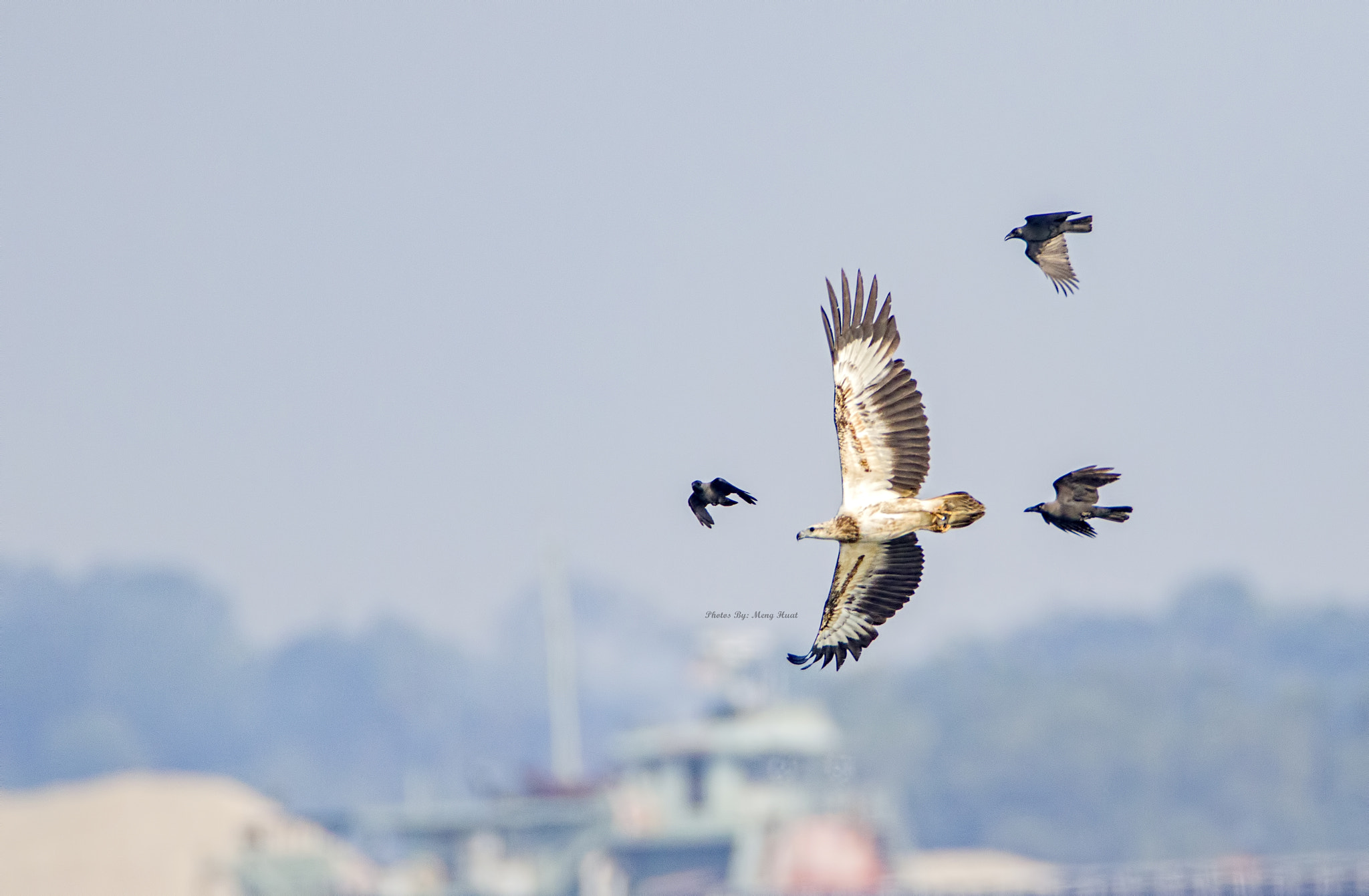 Canon EF 600mm F4L IS USM sample photo. White-bellied sea eagle vs house crow photography