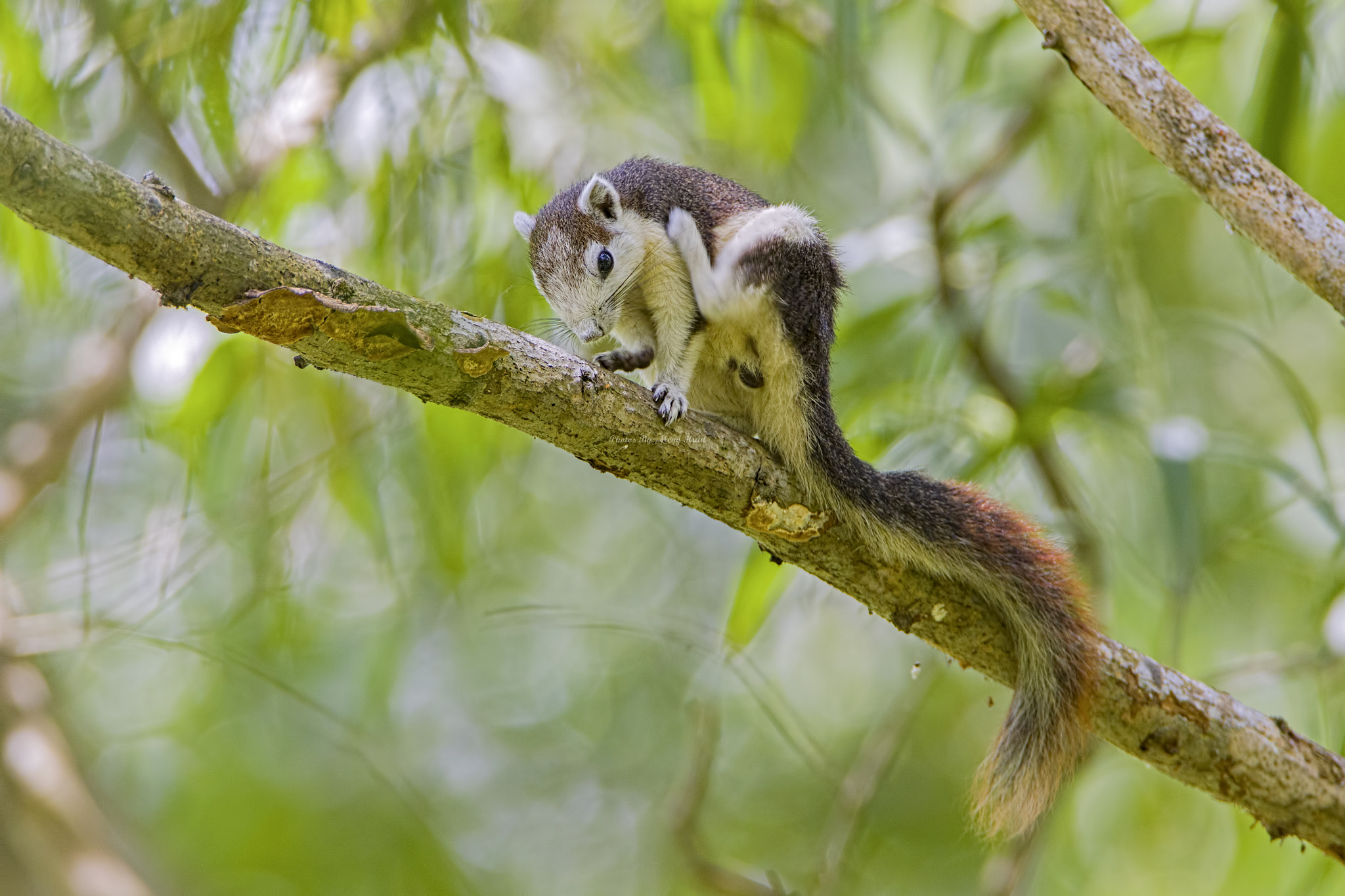 Canon EF 600mm F4L IS USM sample photo. Variable squirrel photography