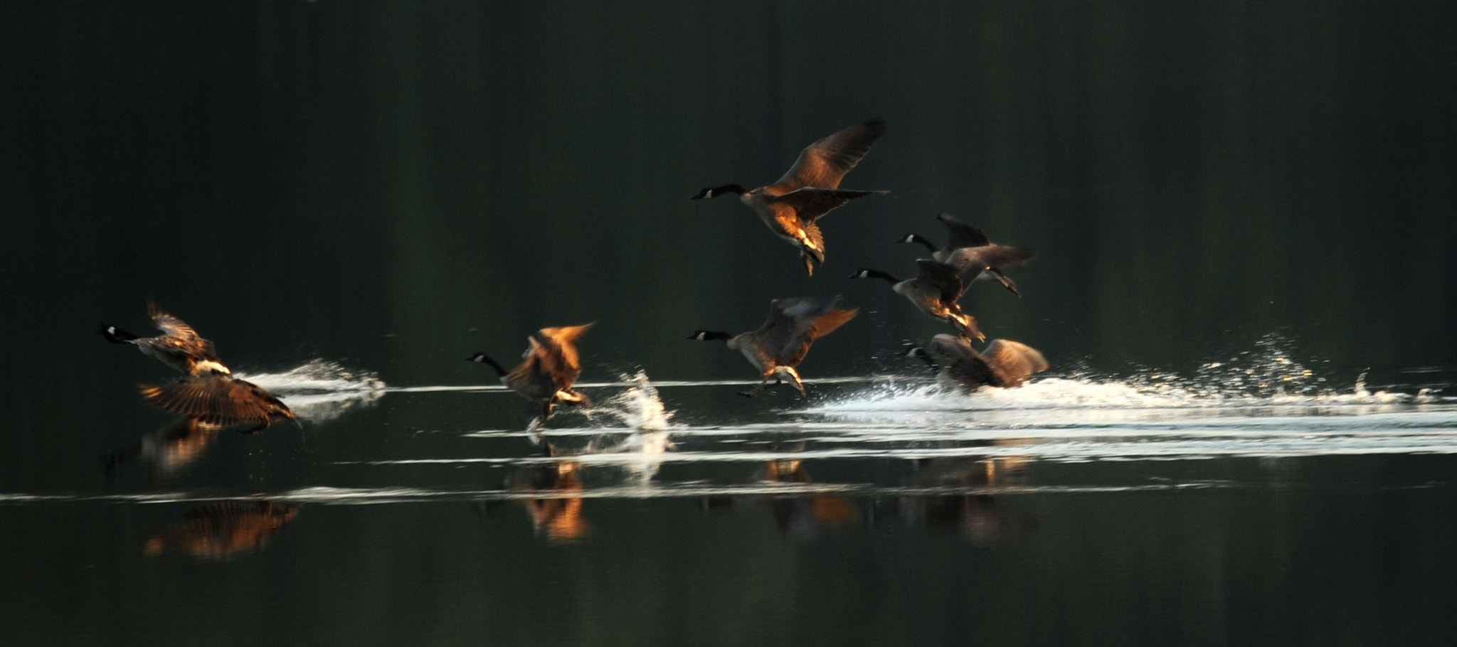 Sigma 120-400mm F4.5-5.6 DG OS HSM sample photo. Smooth-ish landing photography