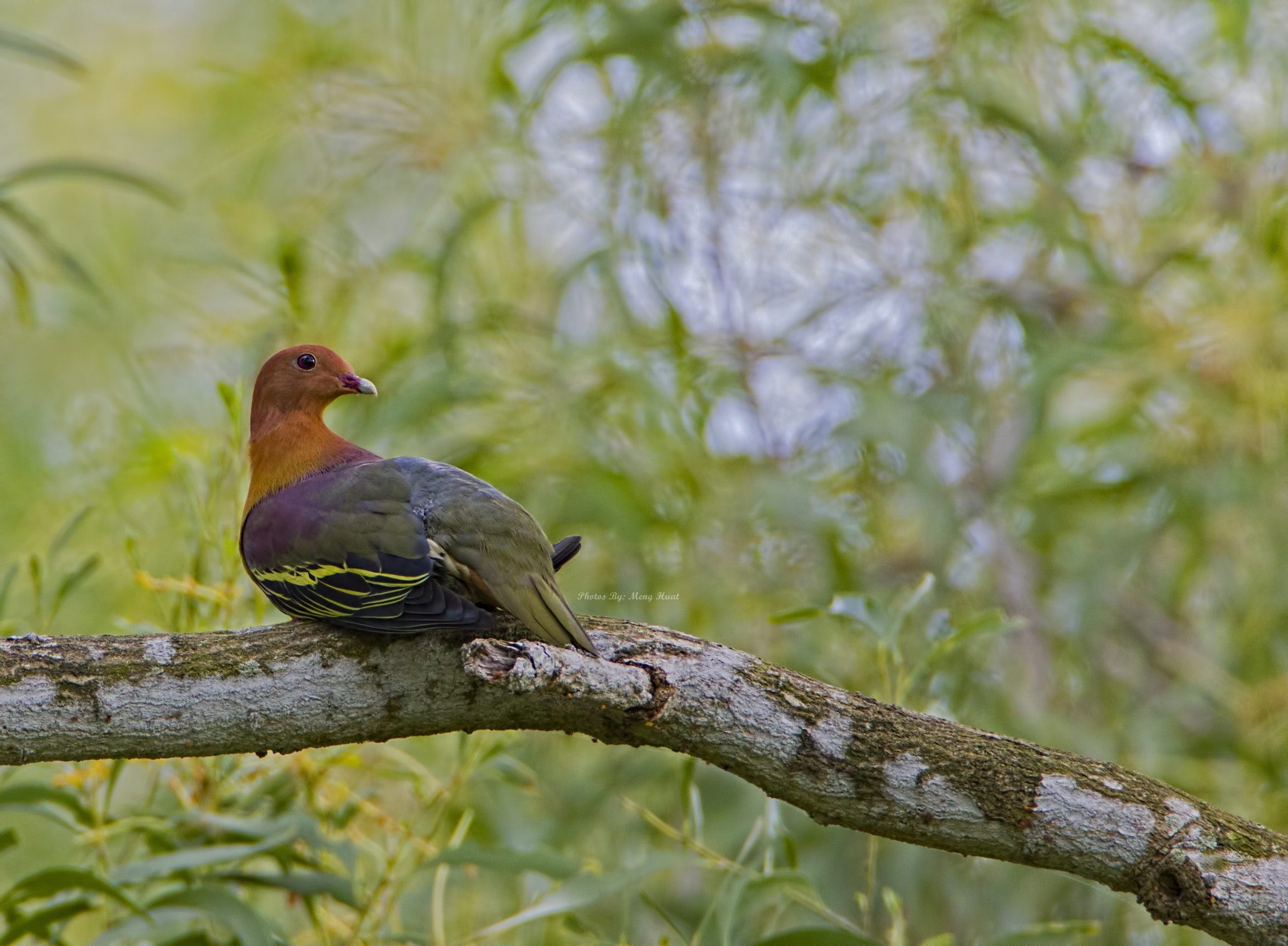 Canon EF 600mm F4L IS USM sample photo. Cinnamon headed green pigeon photography