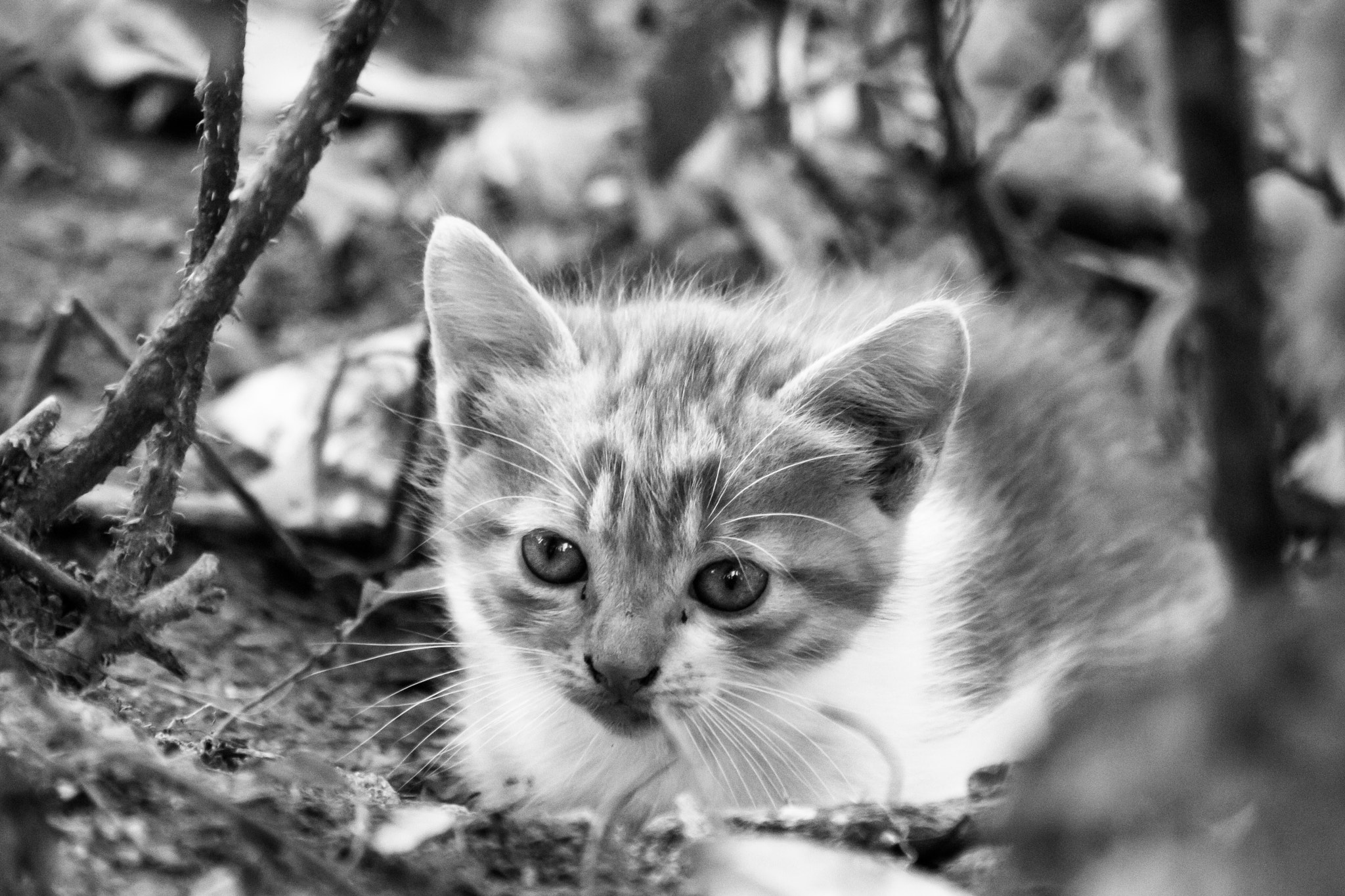 Canon EOS 650D (EOS Rebel T4i / EOS Kiss X6i) sample photo. Purr photography
