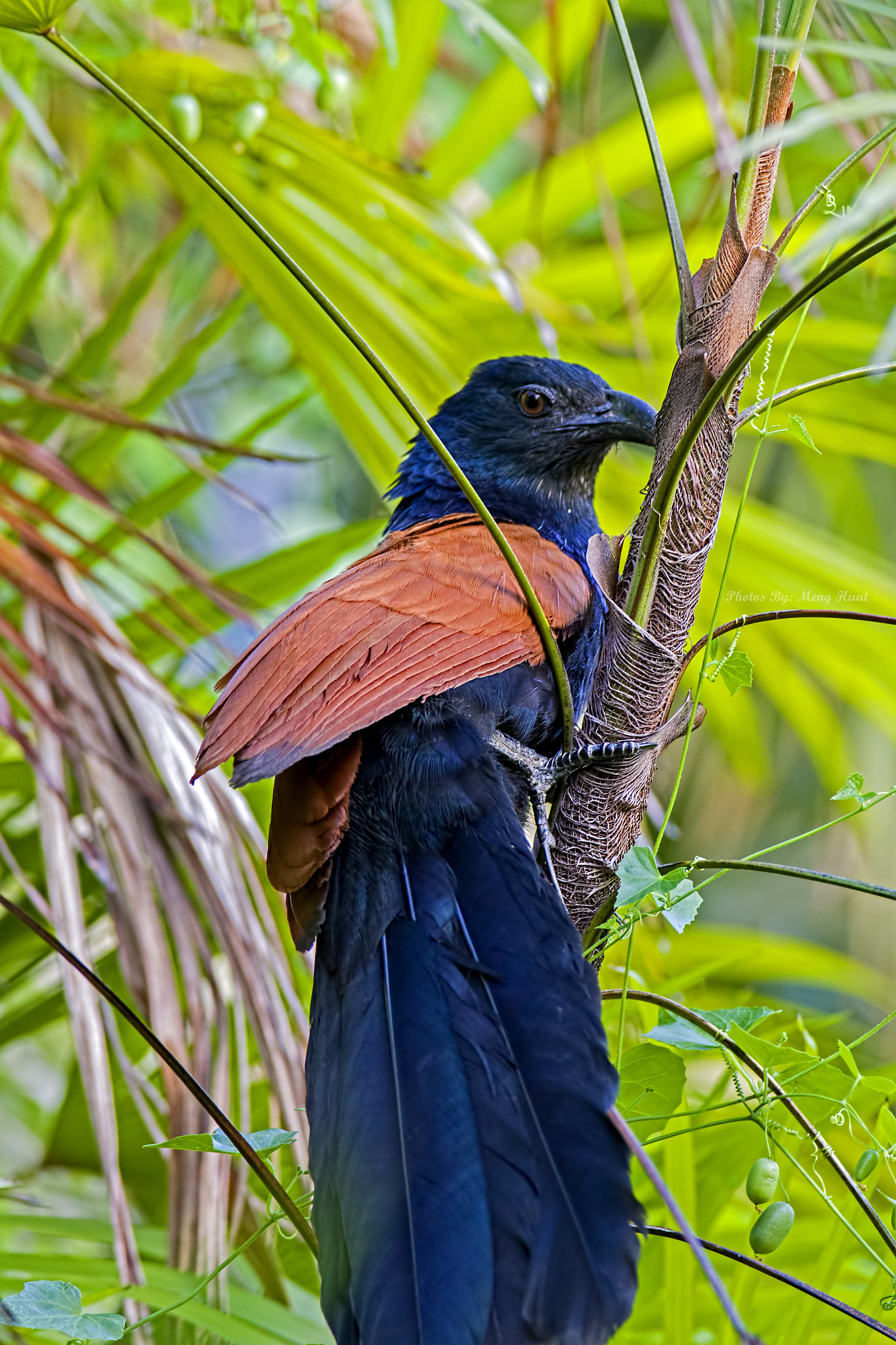 Canon EF 600mm f/4L IS sample photo. Greater coucal photography