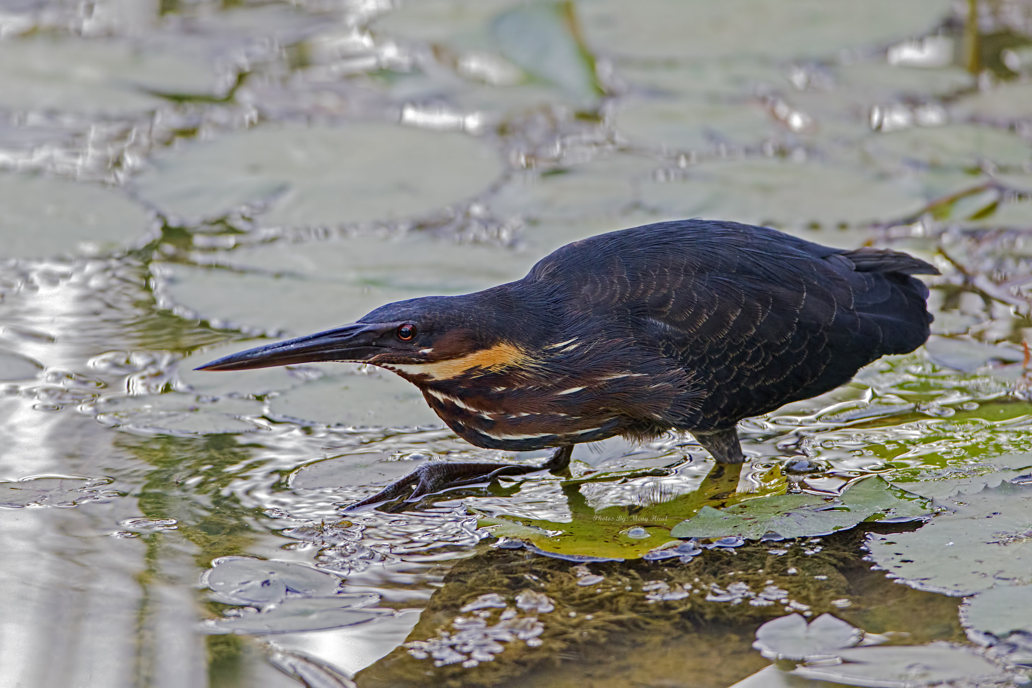 Canon EF 600mm f/4L IS sample photo. Black bittern photography