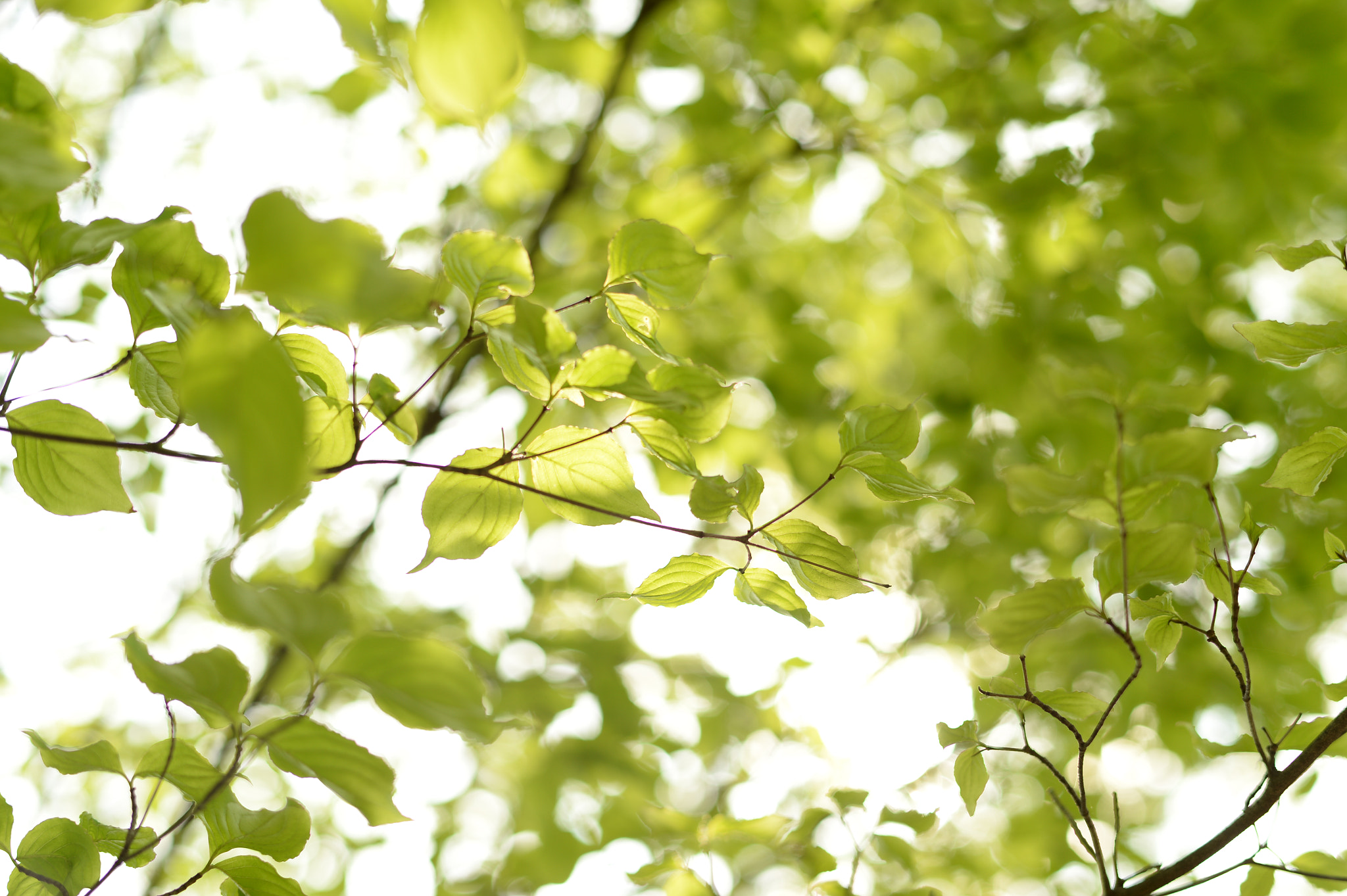 Nikon Df + Nikon AF-S Nikkor 58mm F1.4G sample photo. Green photography