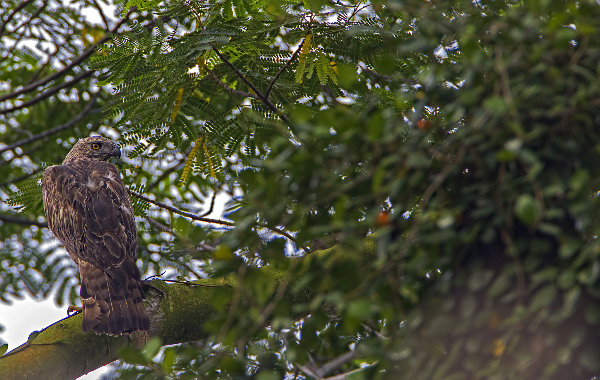 Canon EOS 7D Mark II + Canon EF 600mm F4L IS USM sample photo. Changeable hawk eagle photography