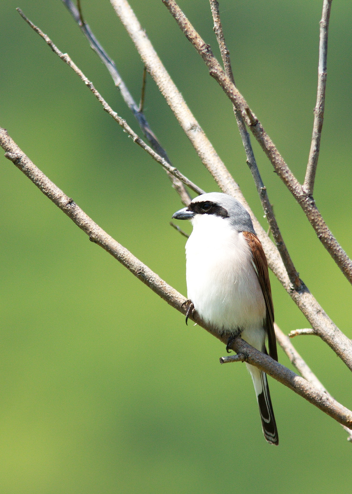 Canon EF 300mm F4L IS USM sample photo. L collurio photography
