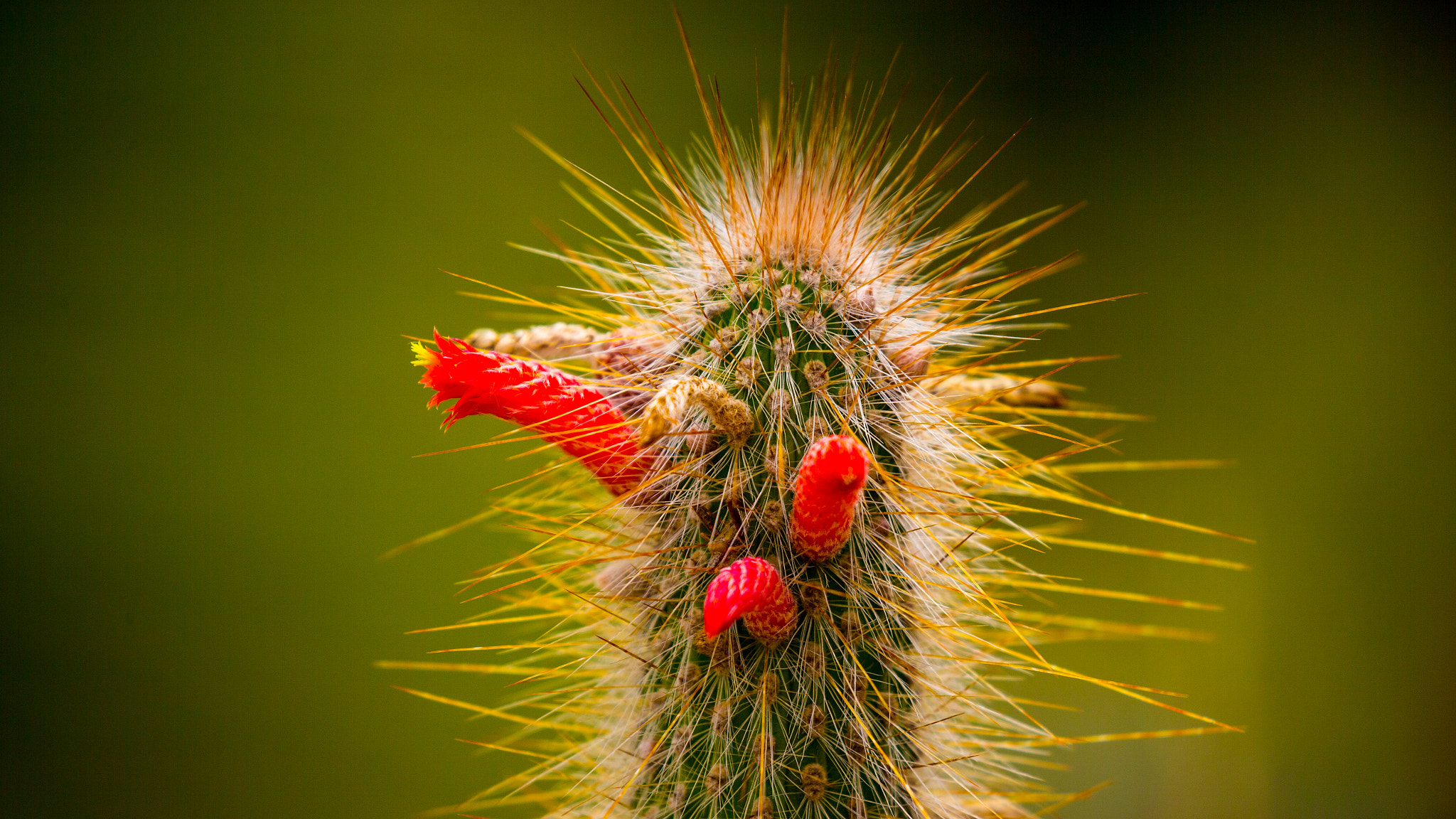 Canon EF 100-400mm F4.5-5.6L IS II USM sample photo. Cactus photography