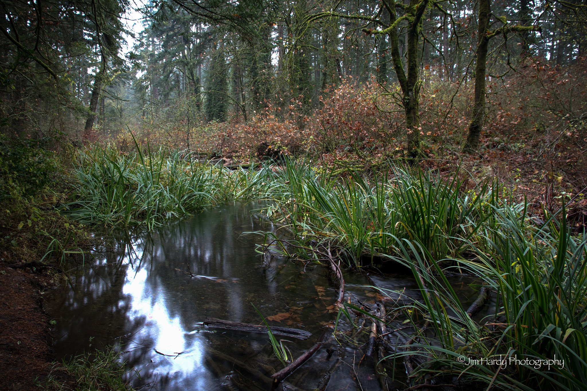Canon EOS 550D (EOS Rebel T2i / EOS Kiss X4) sample photo. Bresemann forest photography