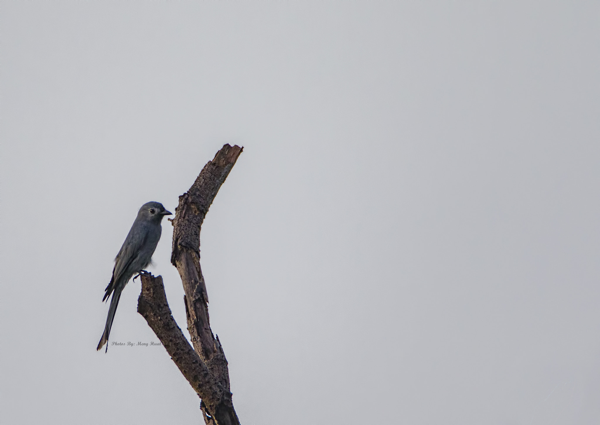 Canon EOS 7D Mark II + Canon EF 600mm F4L IS USM sample photo. Ashy drongo photography