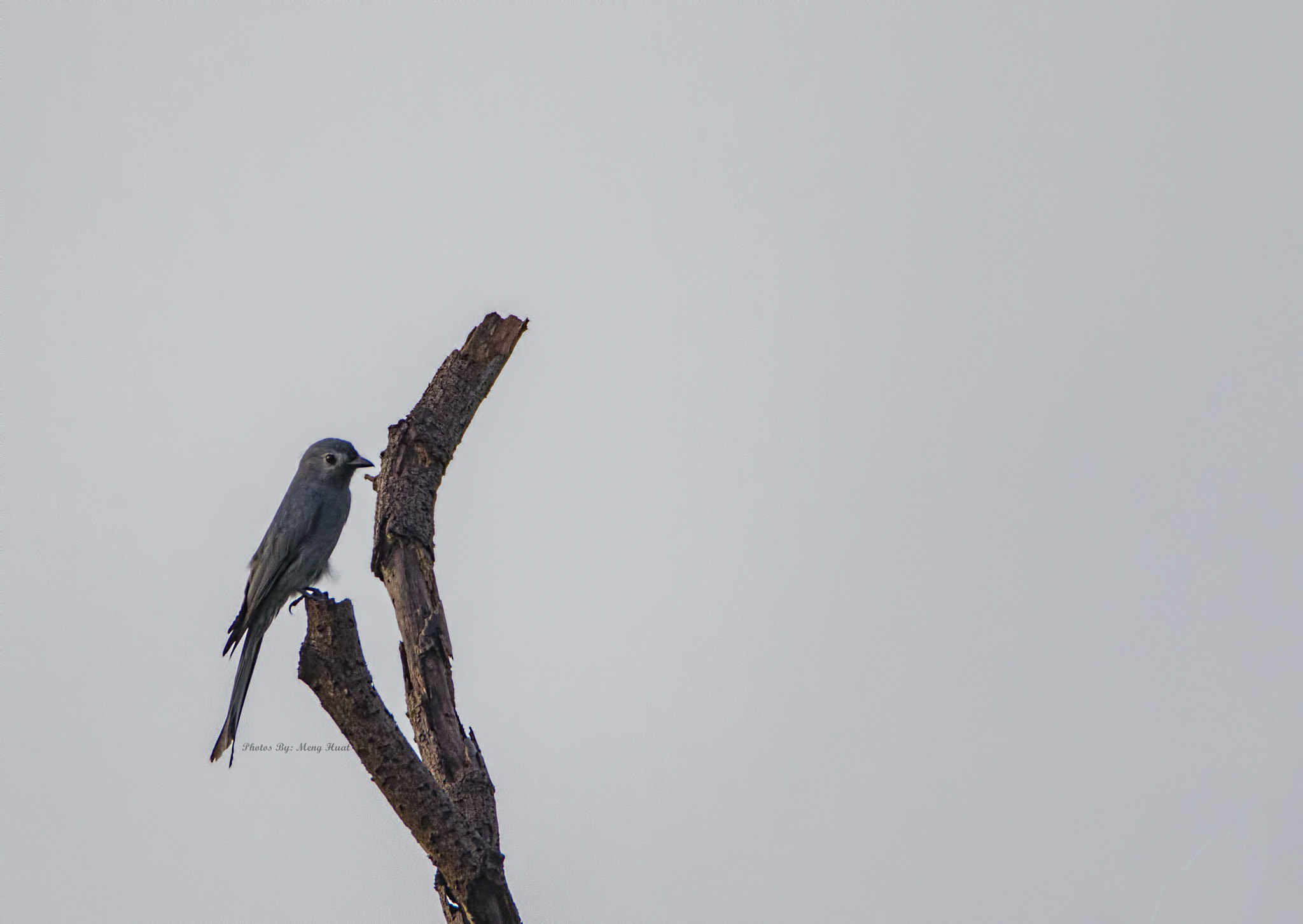 Canon EF 600mm F4L IS USM sample photo. Ashy drongo photography
