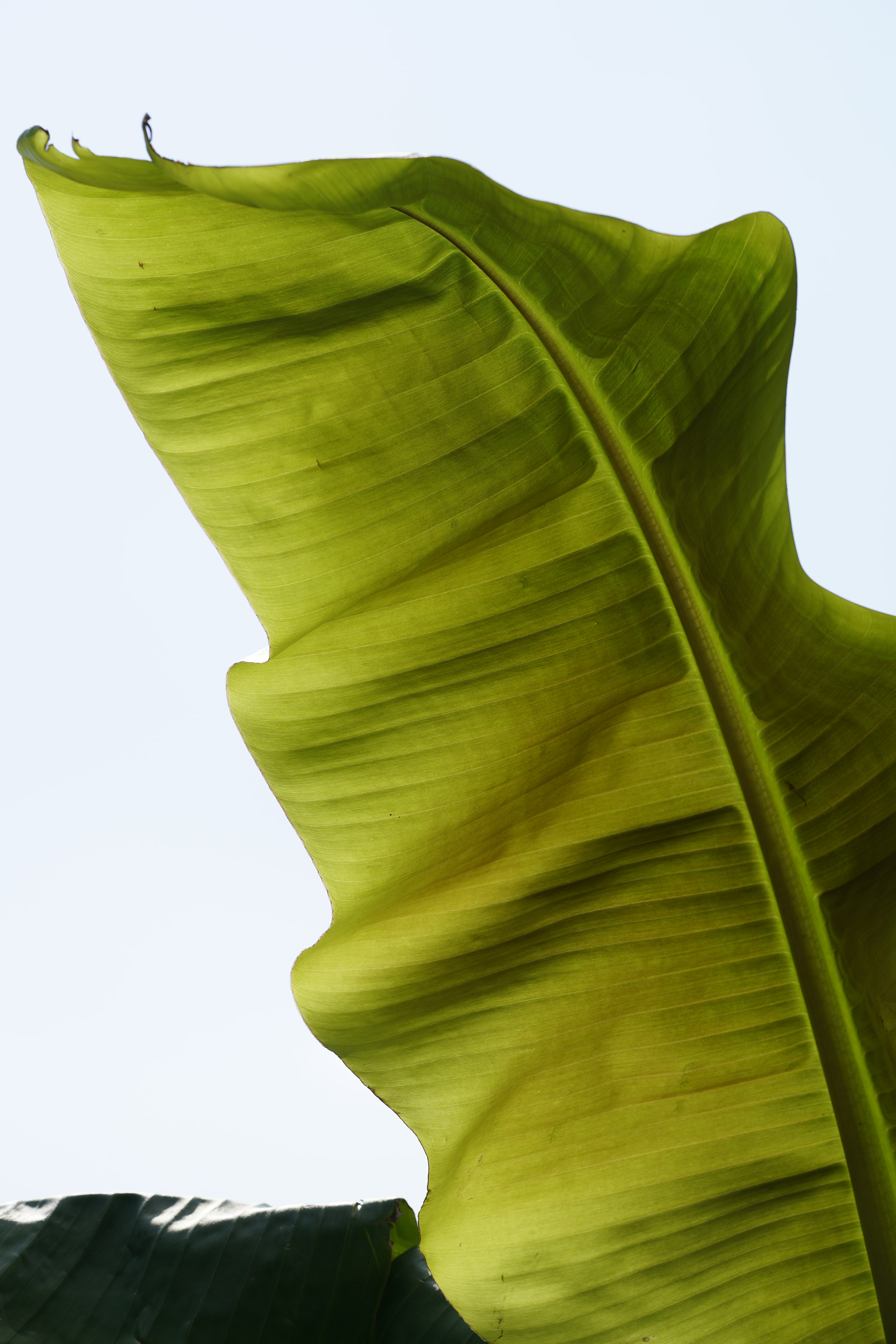 Sony a7R II + Sony FE 90mm F2.8 Macro G OSS sample photo. Green flag photography