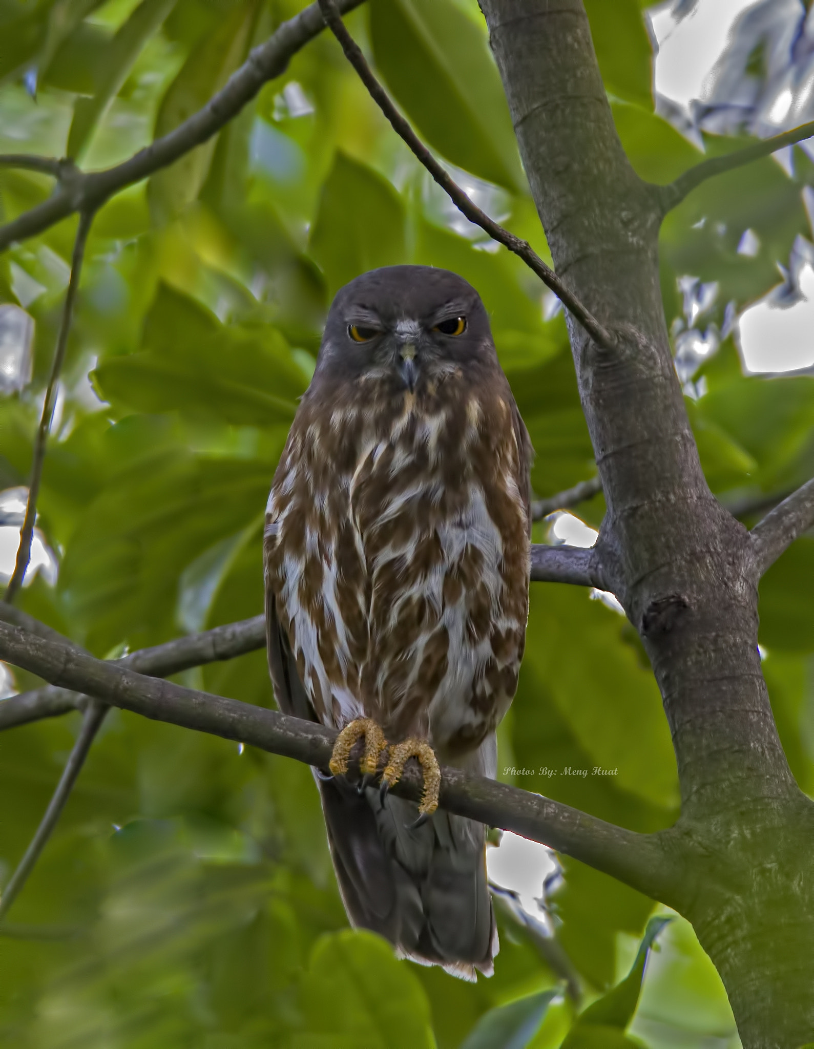Canon EF 600mm F4L IS USM sample photo. Northern boobook photography