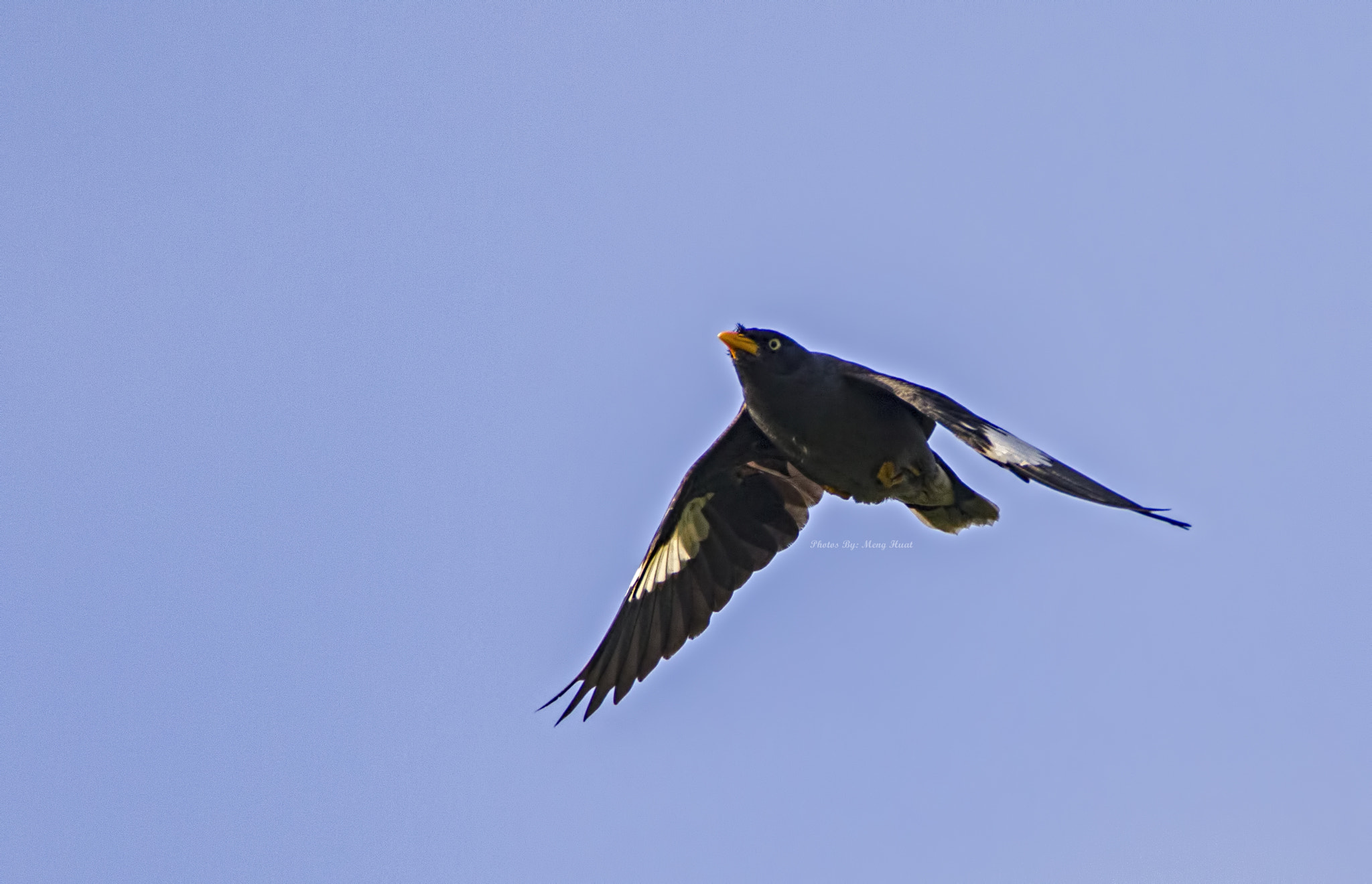 Canon EOS 7D Mark II + Canon EF 600mm F4L IS USM sample photo. Javan mynah photography