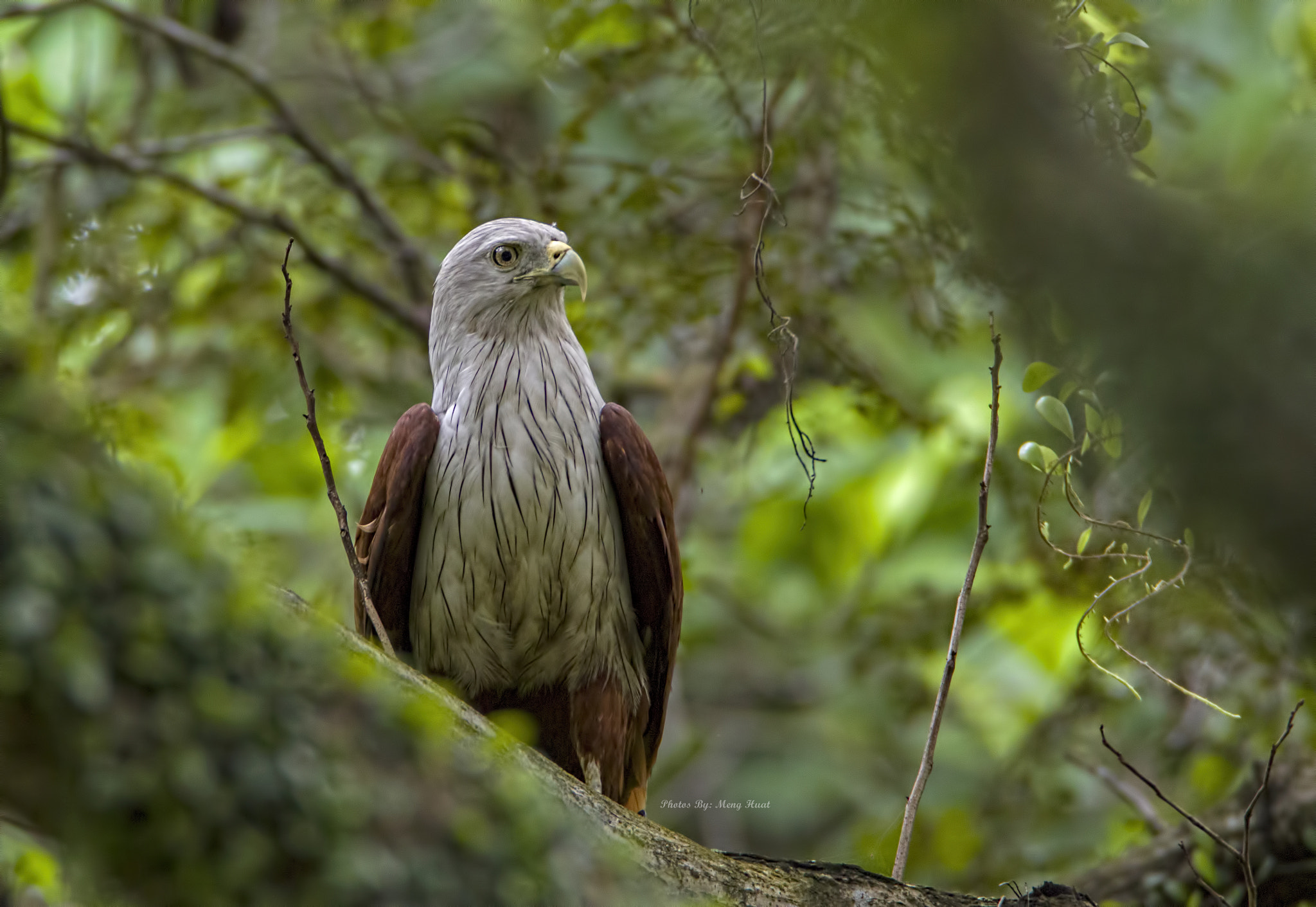 Canon EOS 7D Mark II + Canon EF 600mm F4L IS USM sample photo. Brahminy kite photography